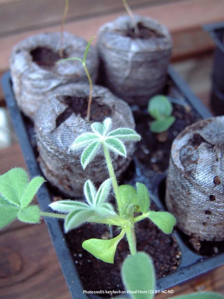 make your container garden thrive 2