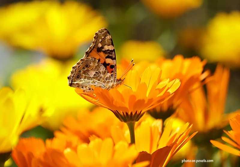 container gardening, how to do it