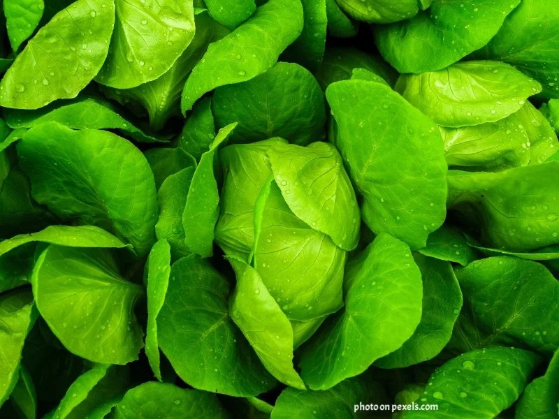 companion planting, how to do it