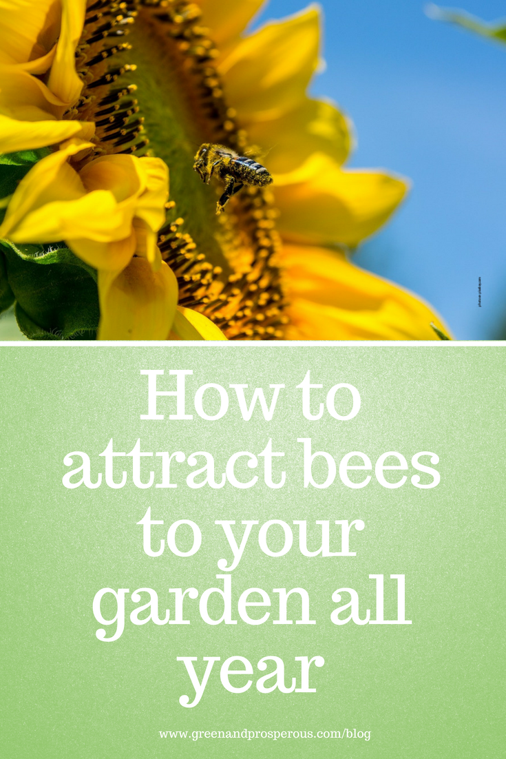 how to attract bees to your garden all year