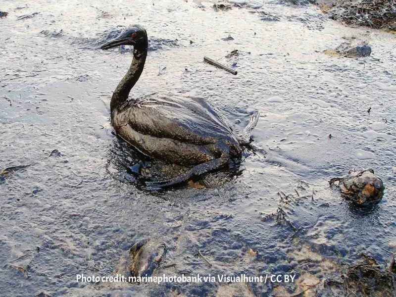 disturbing connections between chemical pollution and chronic inflammation