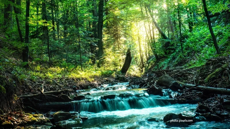 A Homeowner’s Guide To Water