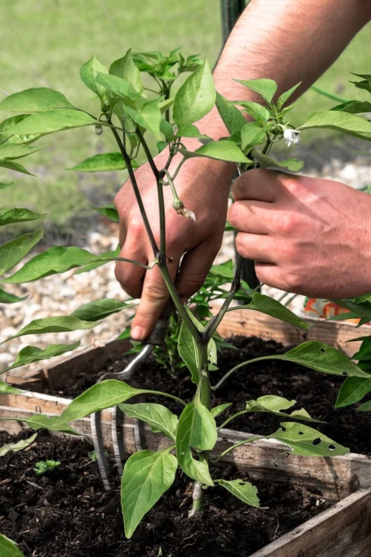 How Growing a Garden Improves your Health