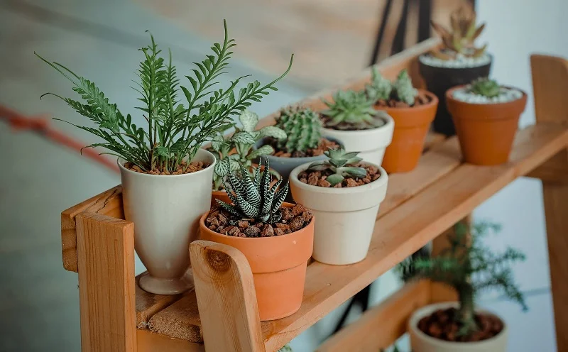 indoor gardening for beginners