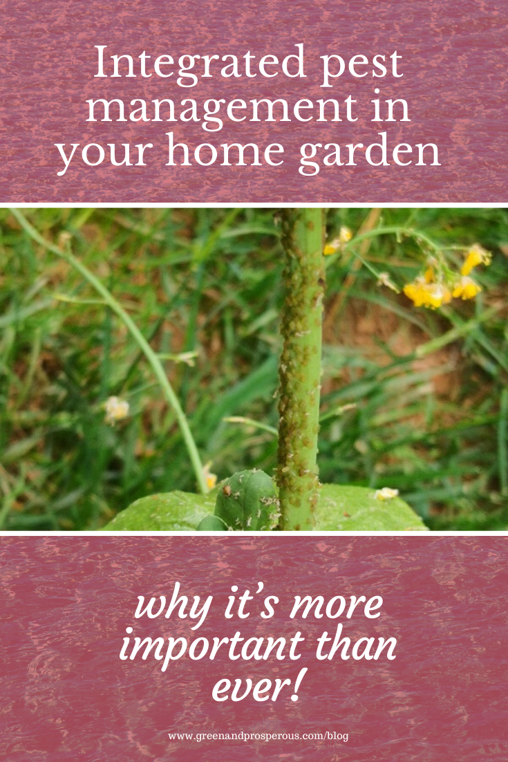 在你家花园里使用综合害虫管理。png