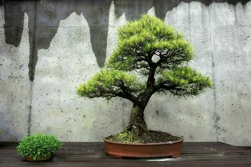 indoor plants  Sustainable Living, Gardening, and Eco-Friendly Tips