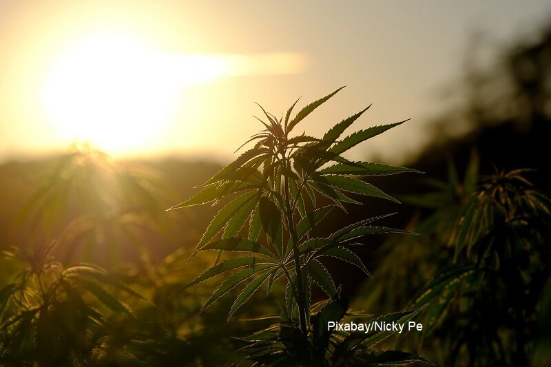 大麻面料的可持续性如何