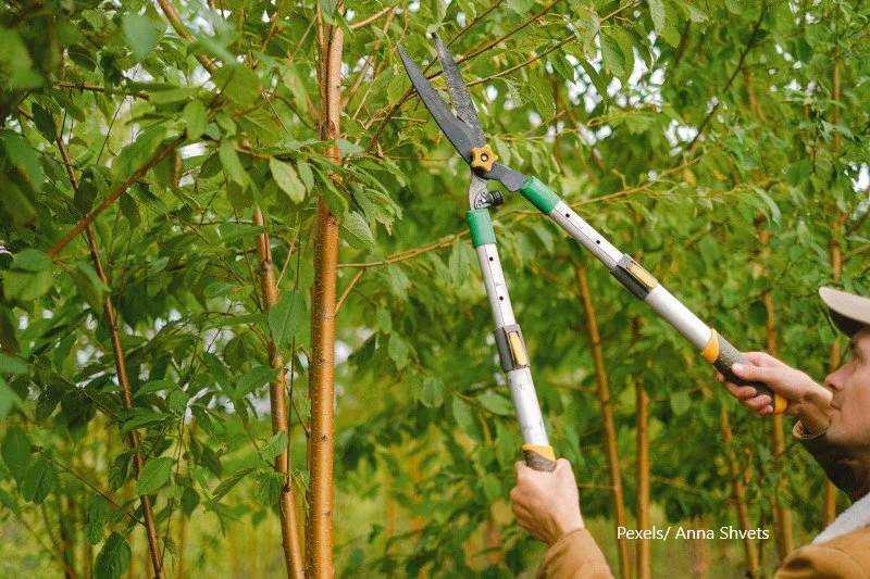 Tree Pruning vs. Tree Trimming: What’s the Difference?