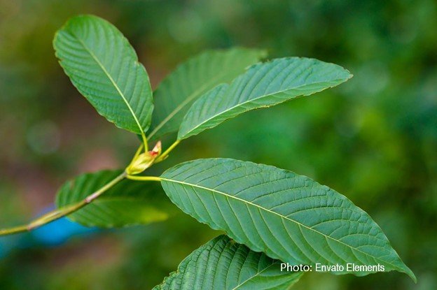 kratom植物