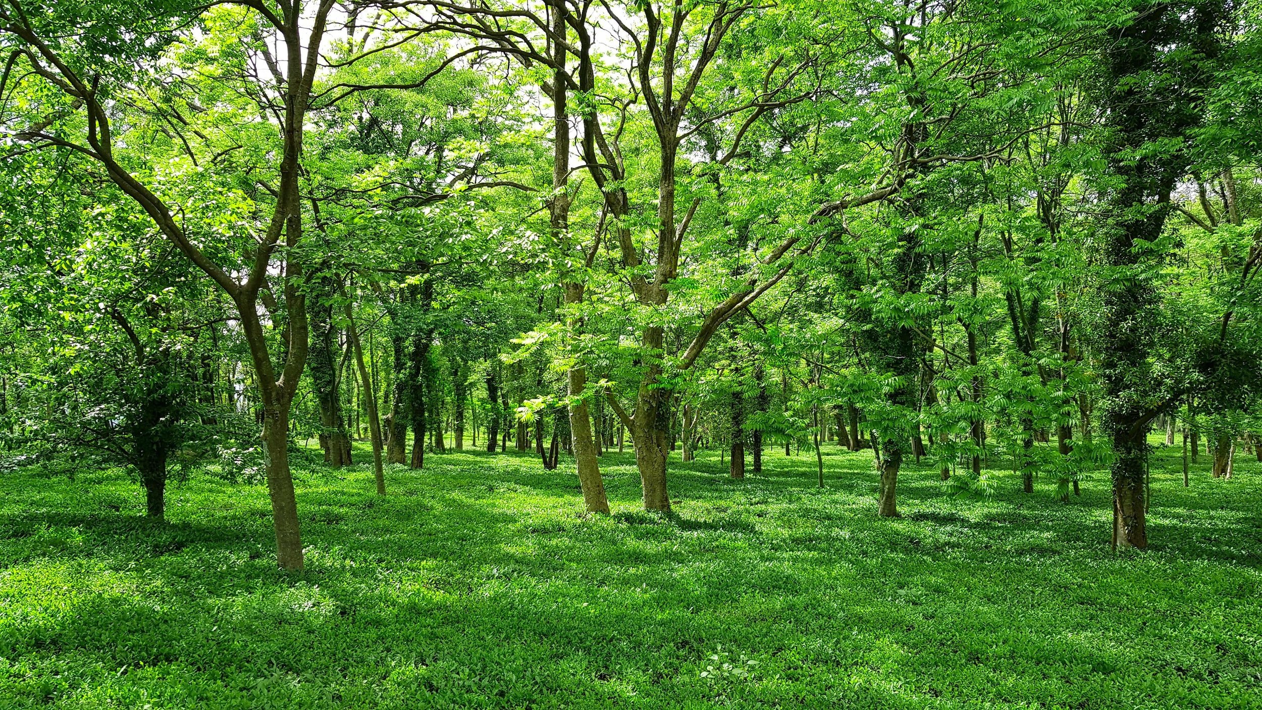 绿色的树木和森林地面