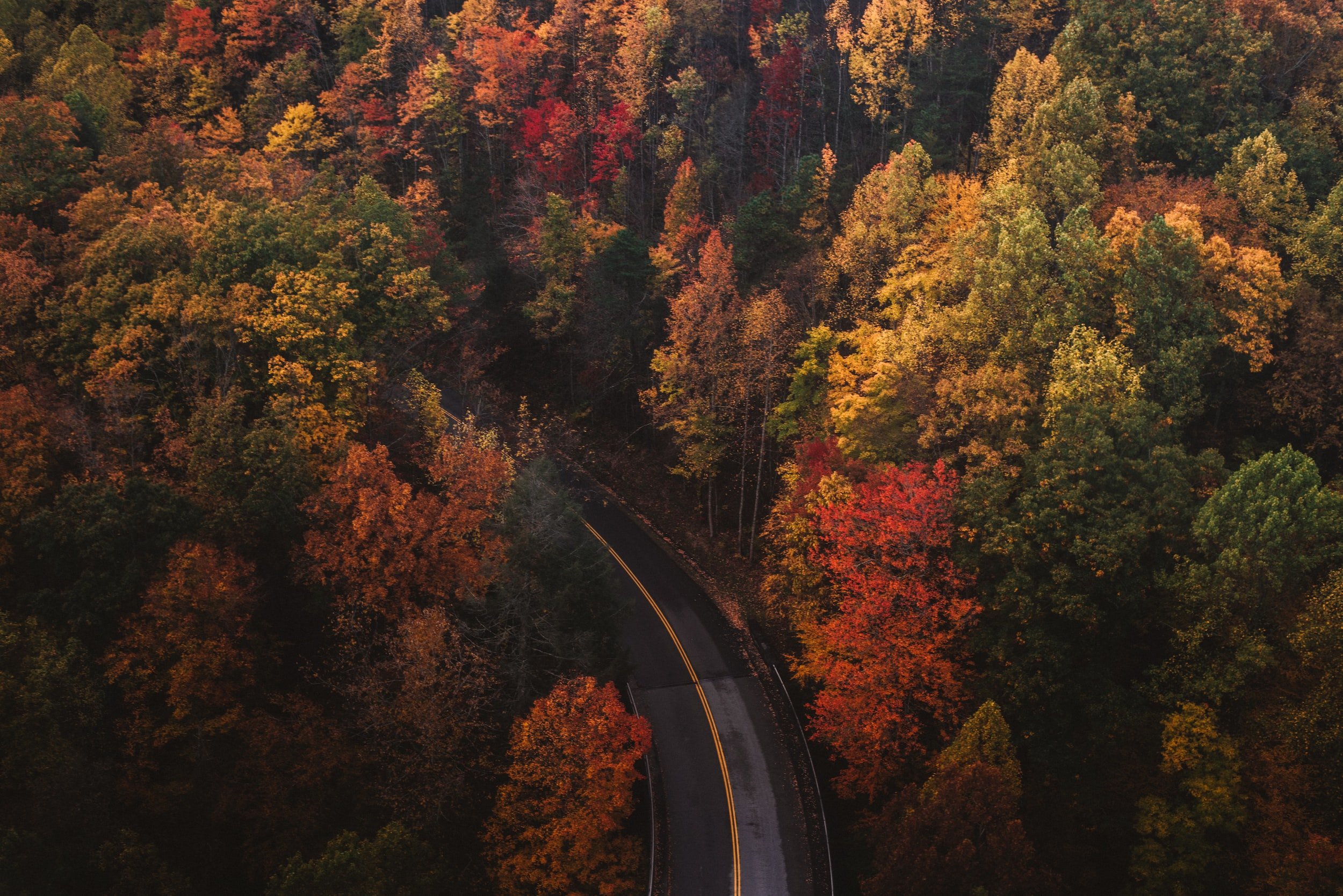 秋天的公路被树木围成一圈