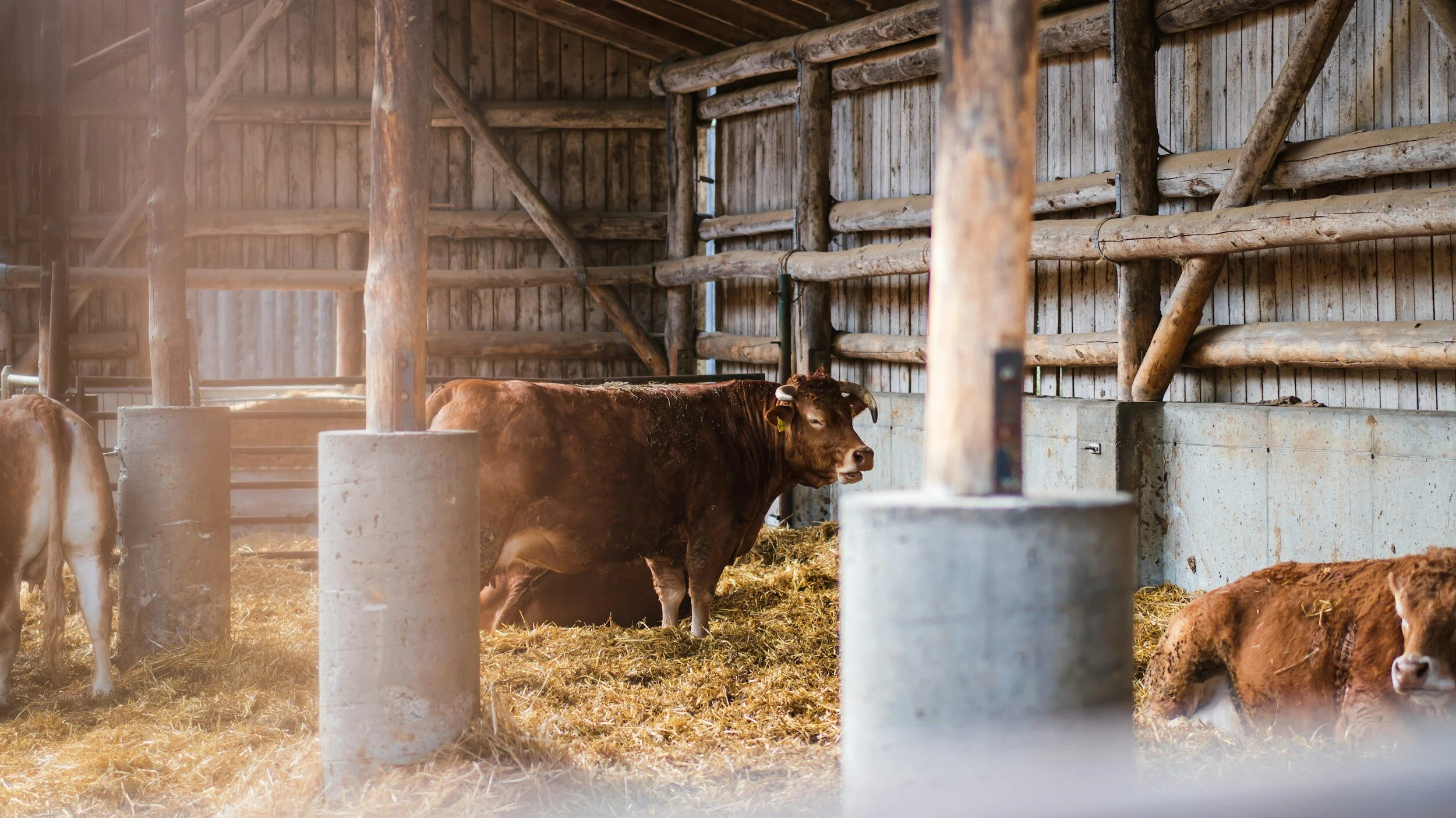 Ensuring Animal Health and Welfare in Eco-Friendly Dairy Barn Environments