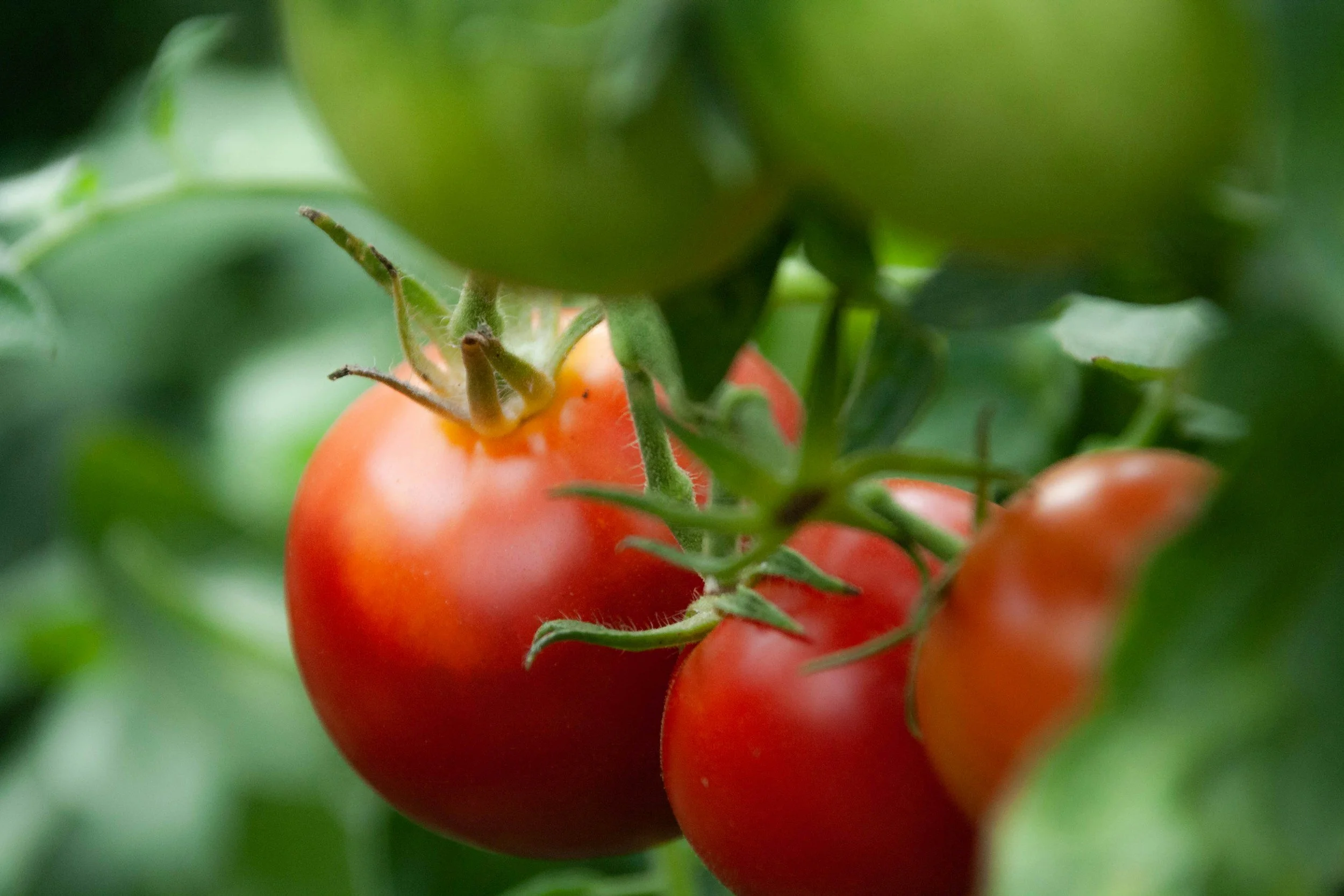 Want More Tomatoes from Your Plants? 10 Ways to Increase the Harvest