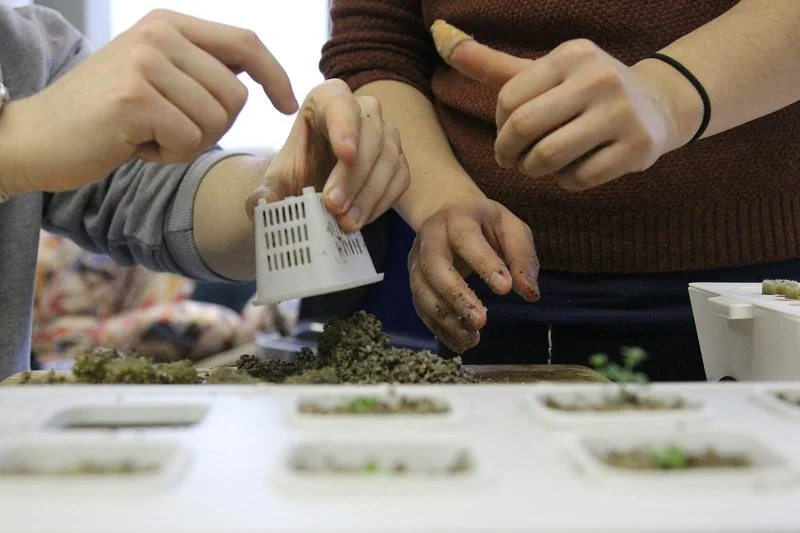 A Beginner’s Guide to Winter Indoor Gardening with Hydroponics
