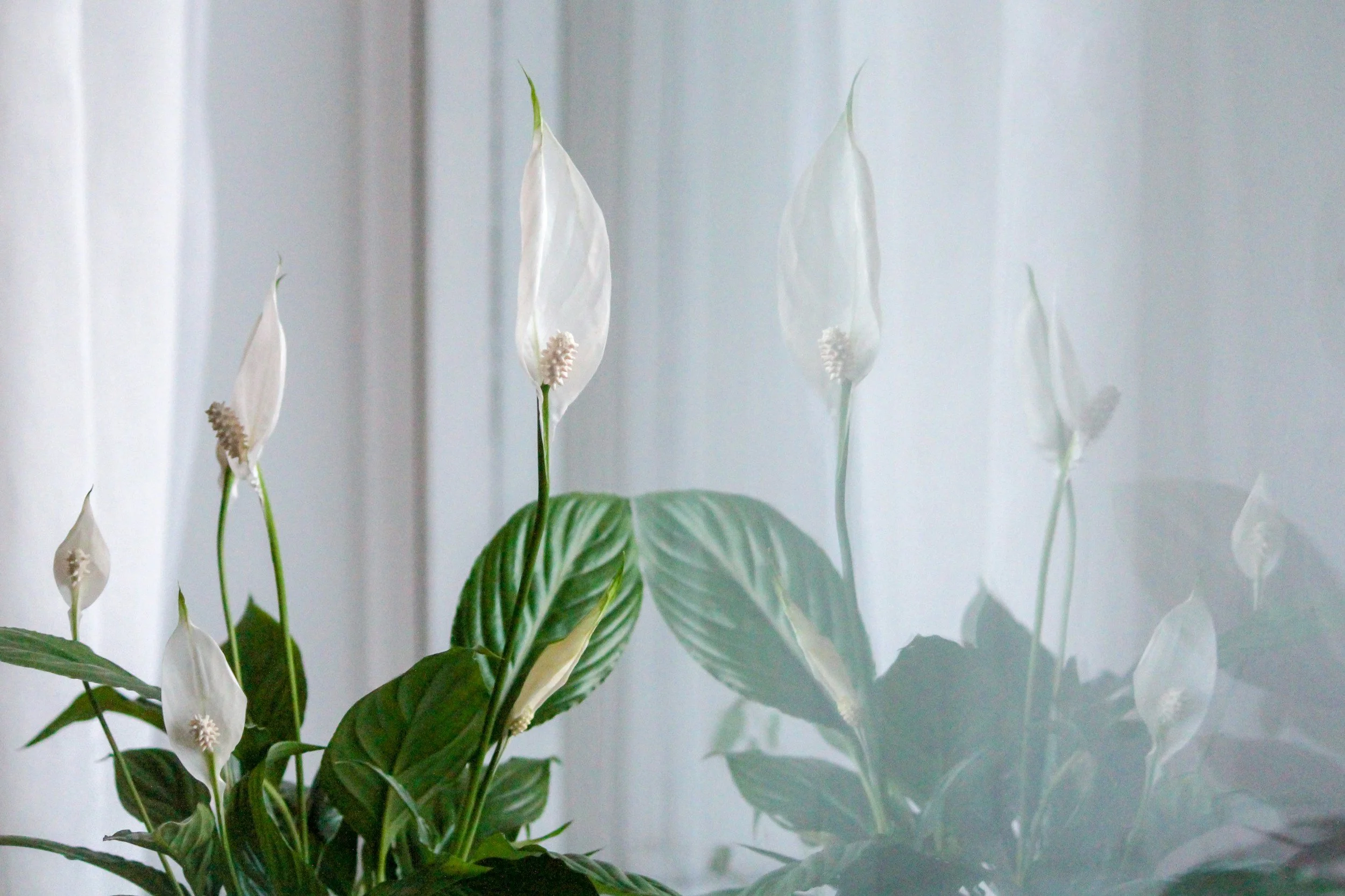 peace lily near a window and white curtain