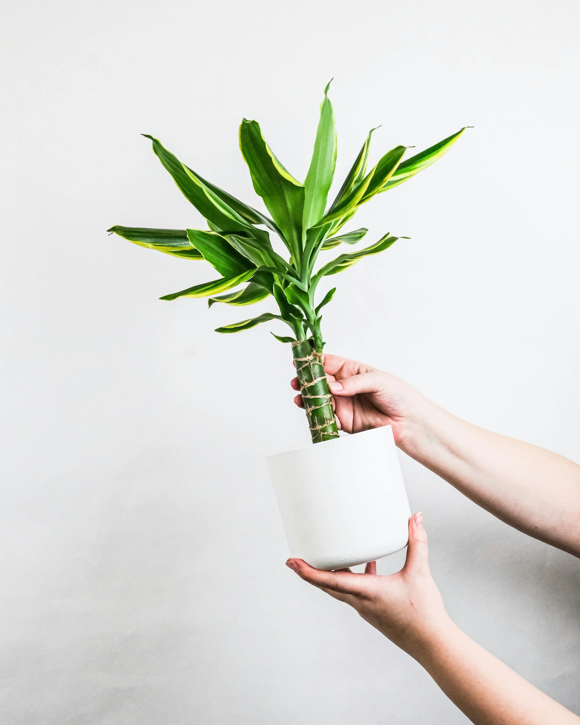 Person holding a Dracaena plant