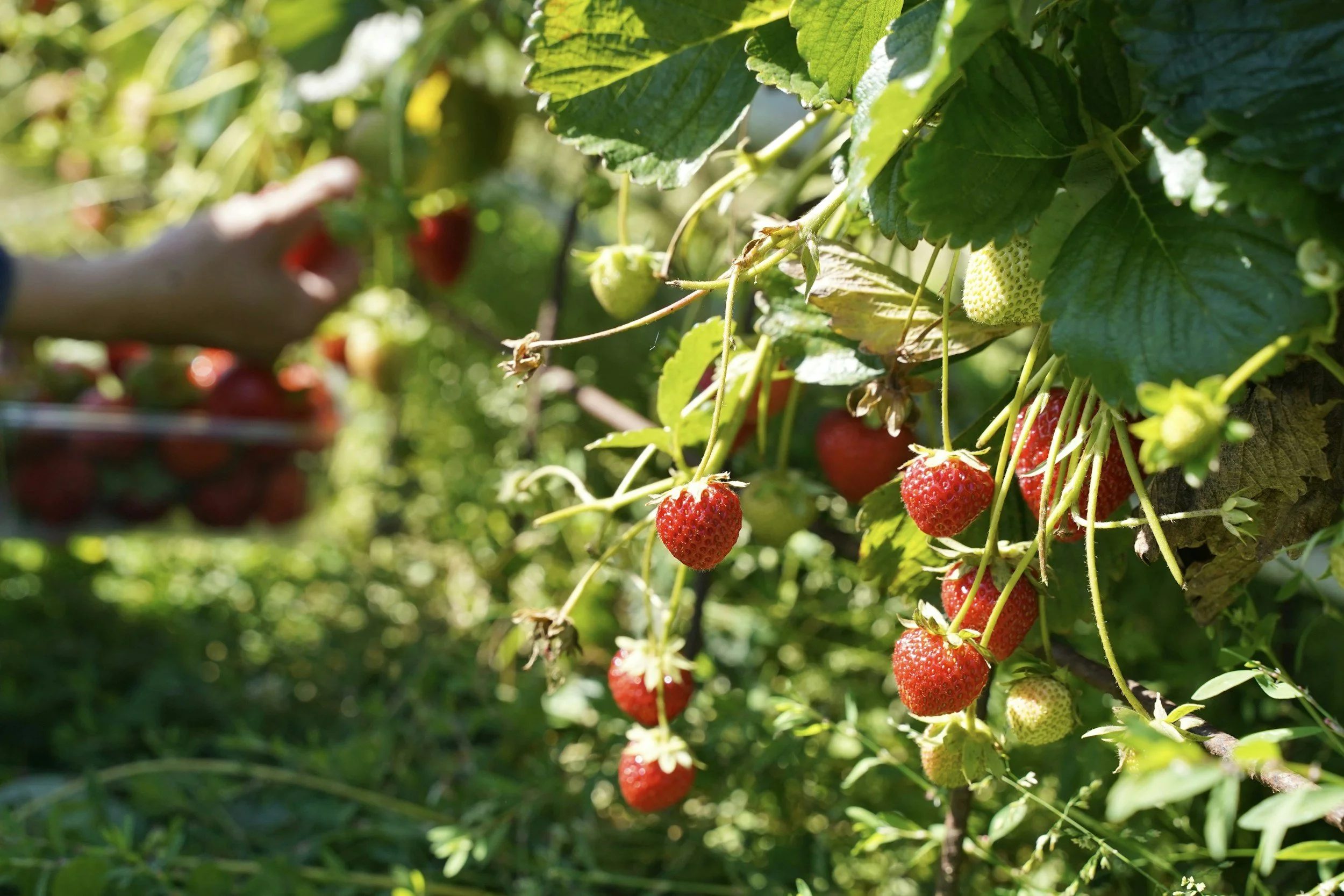 strawberry plant in a garden