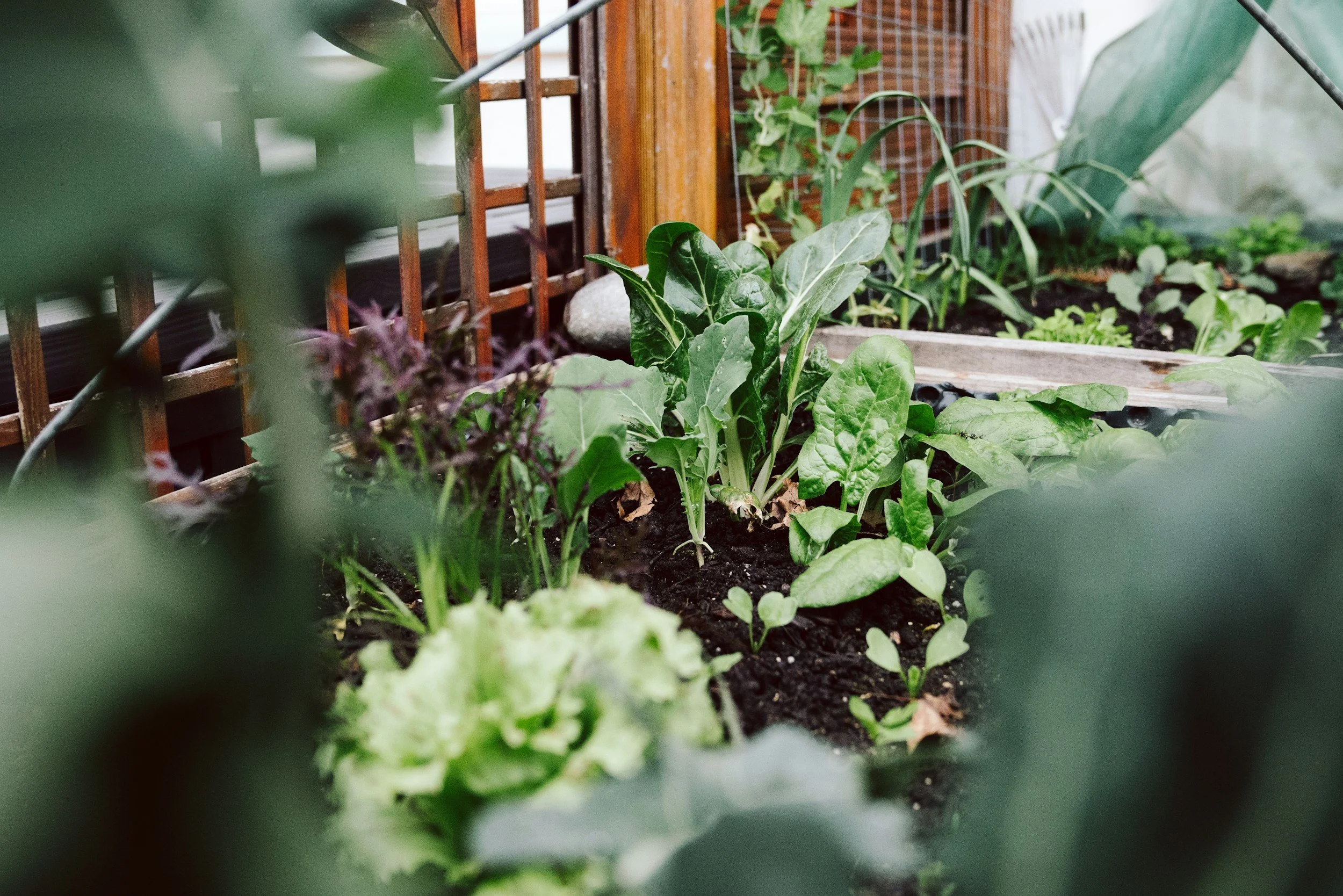 a small raised bed vegetable garden