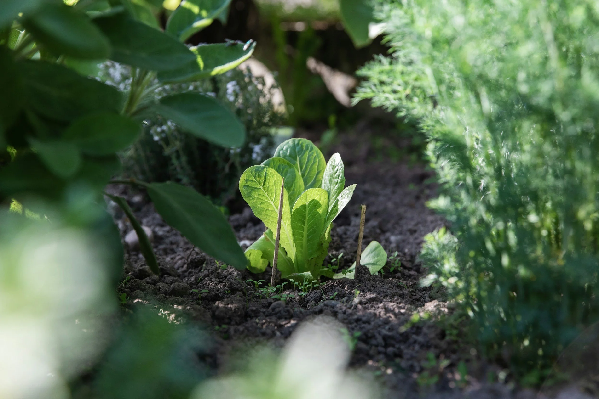 greens growing in a small garden