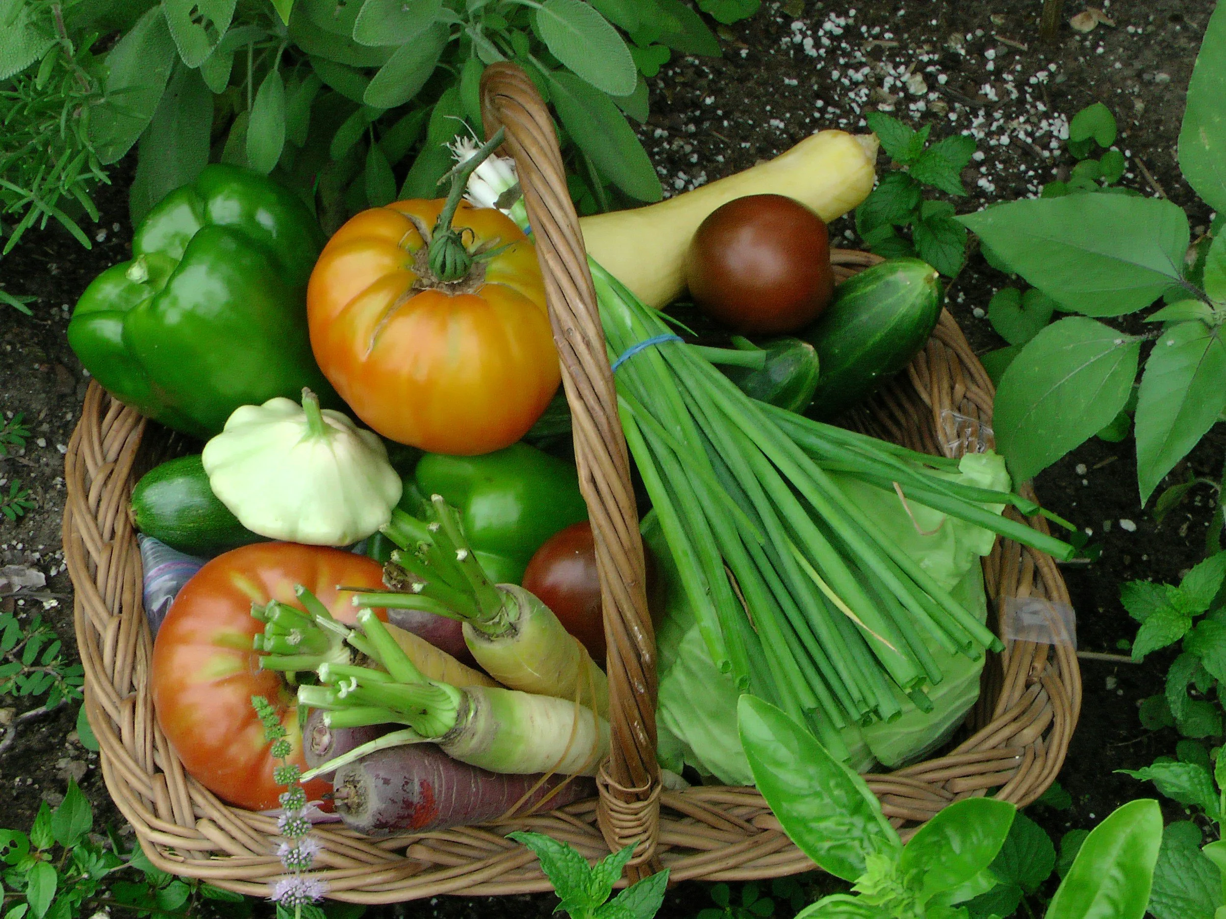 garden harvest in a wicker basket on the ground