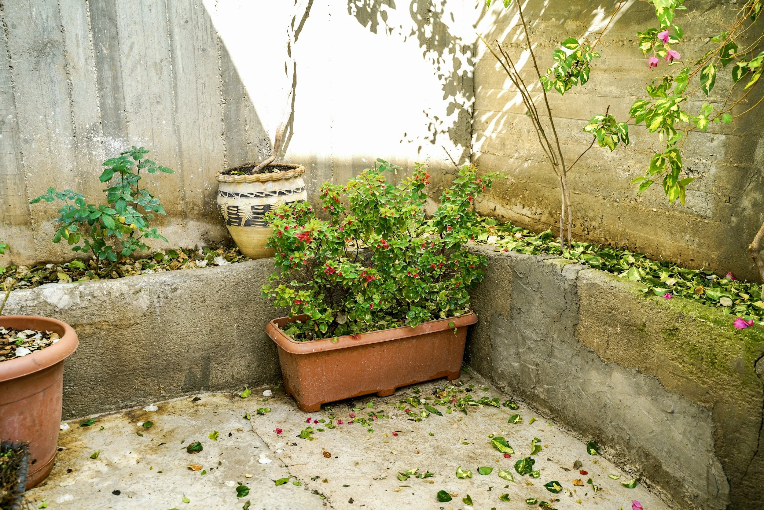 small garden with a few containers and plants