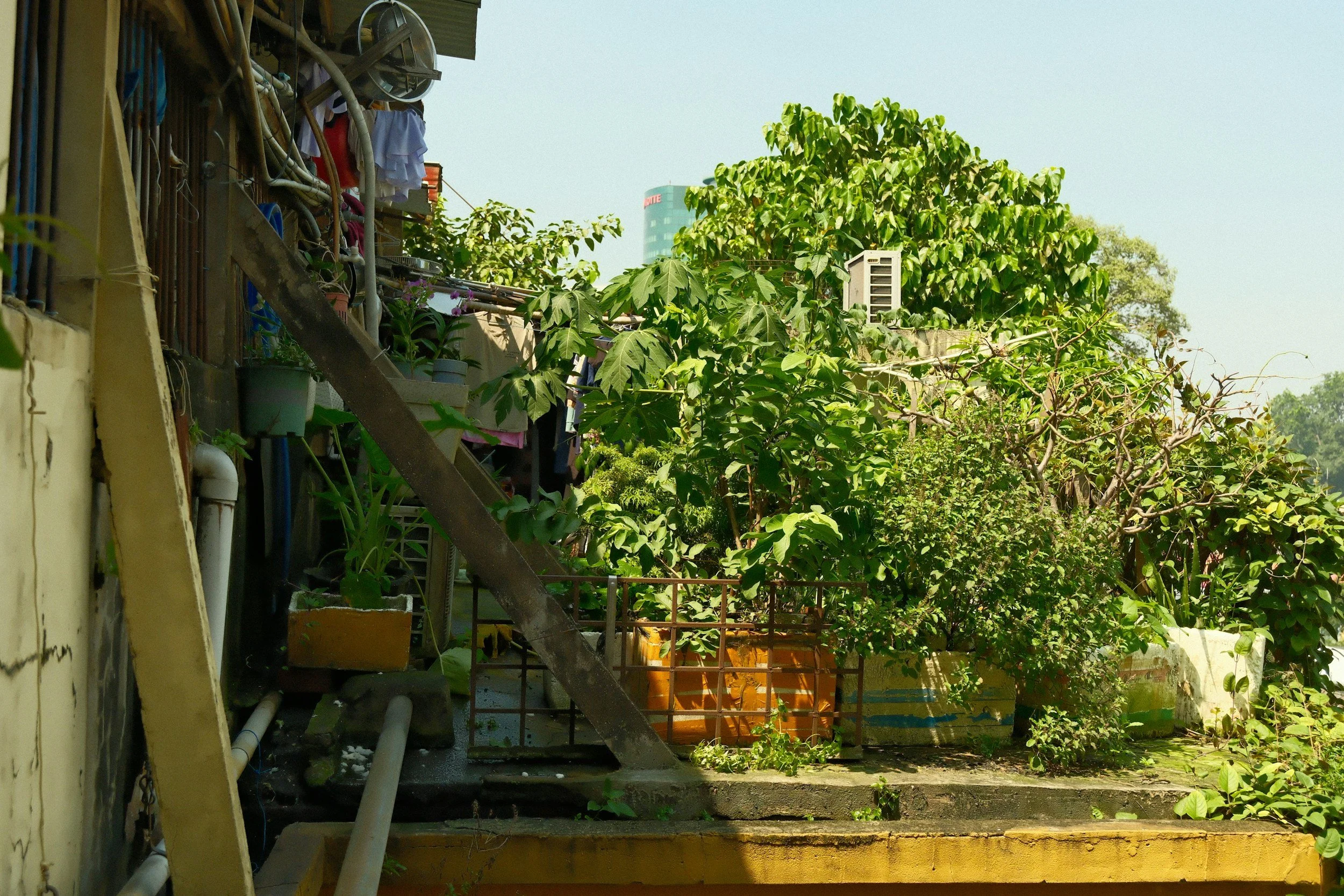 green plants and an air conditioner on a rooftop
