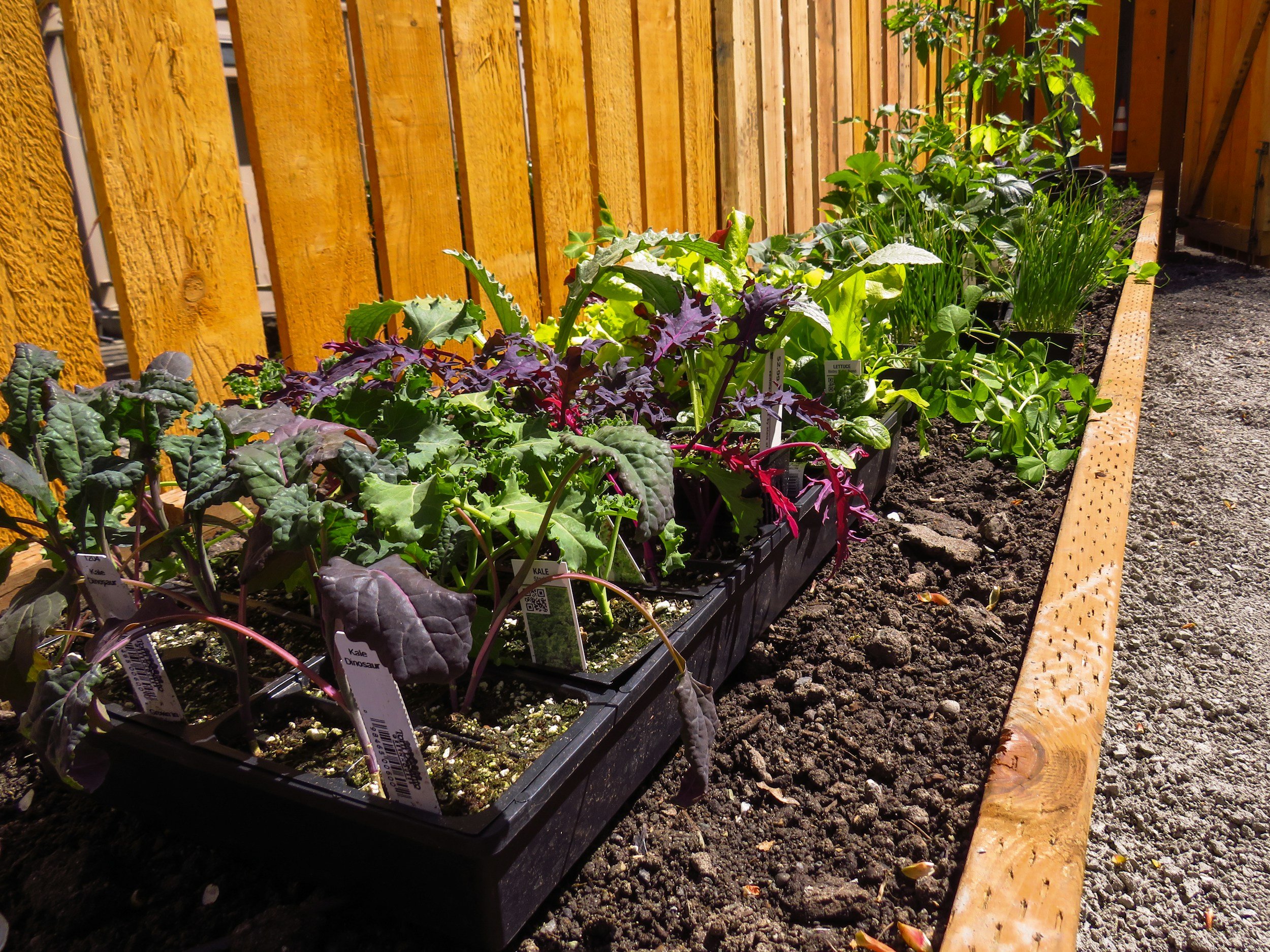 lettuce plants in a raised bed garden