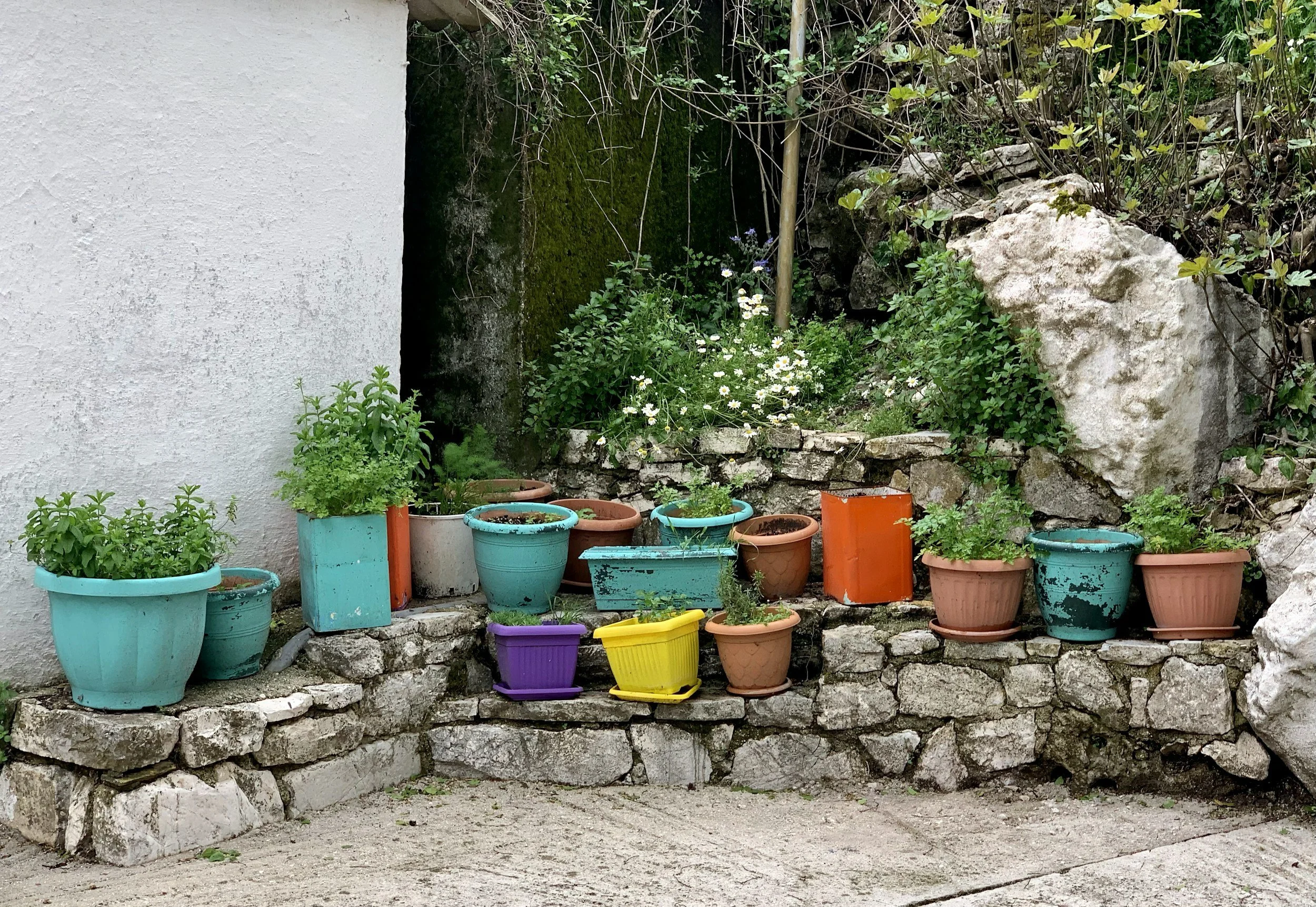 herbs and vegetables in pots sitting on a low white wall
