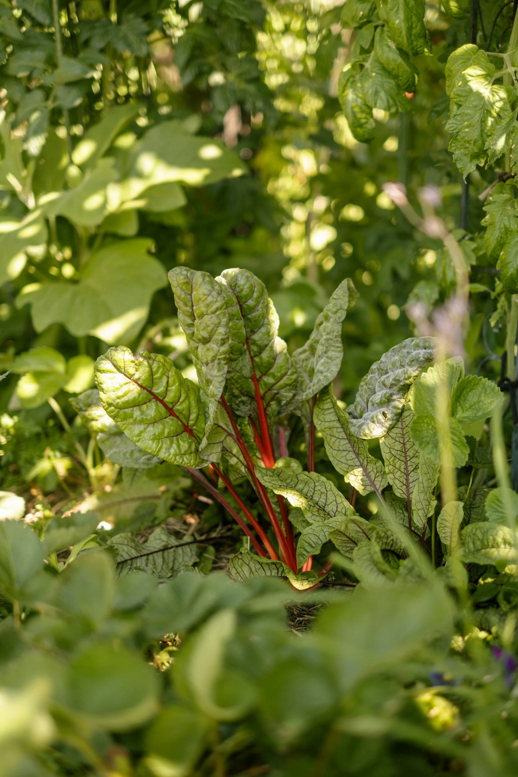 red chard growing in a garden