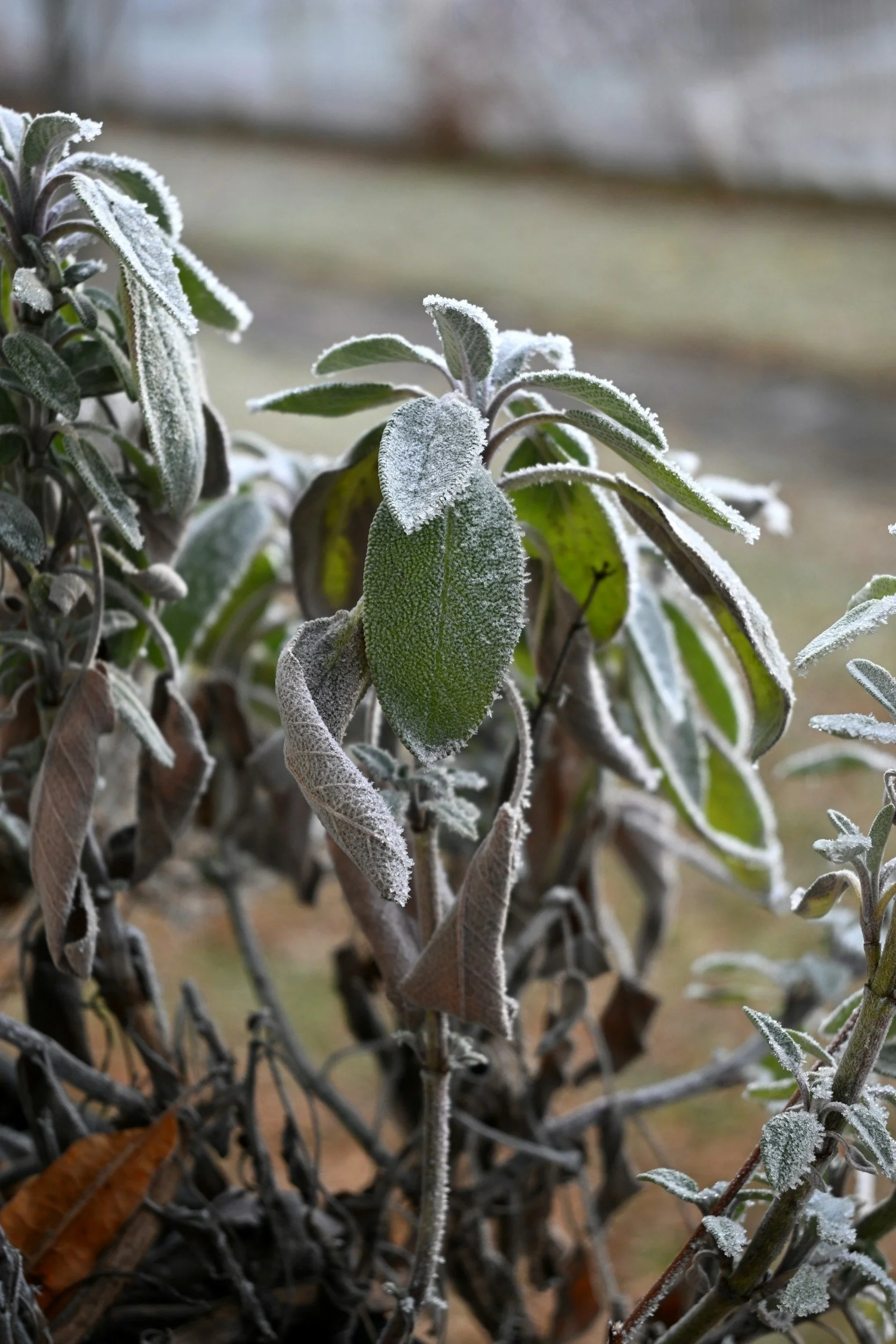 frost damage to plants in a garden