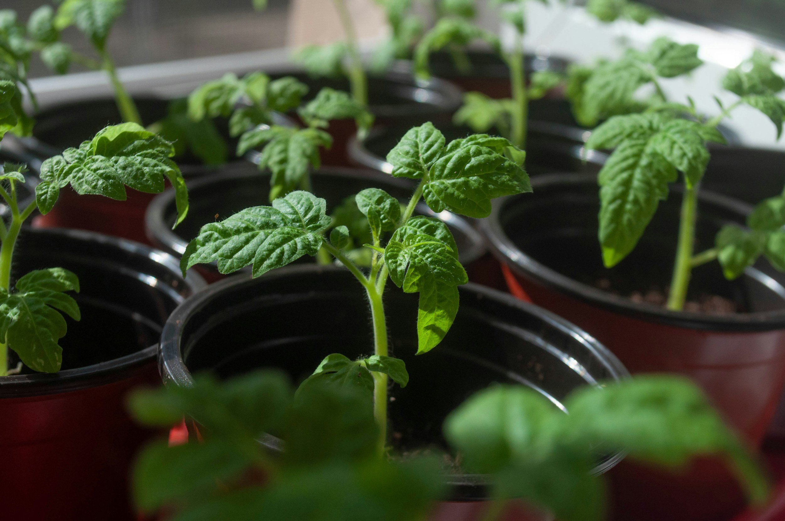 Early Spring Gardening Mistakes to Avoid (and What to Do Instead)