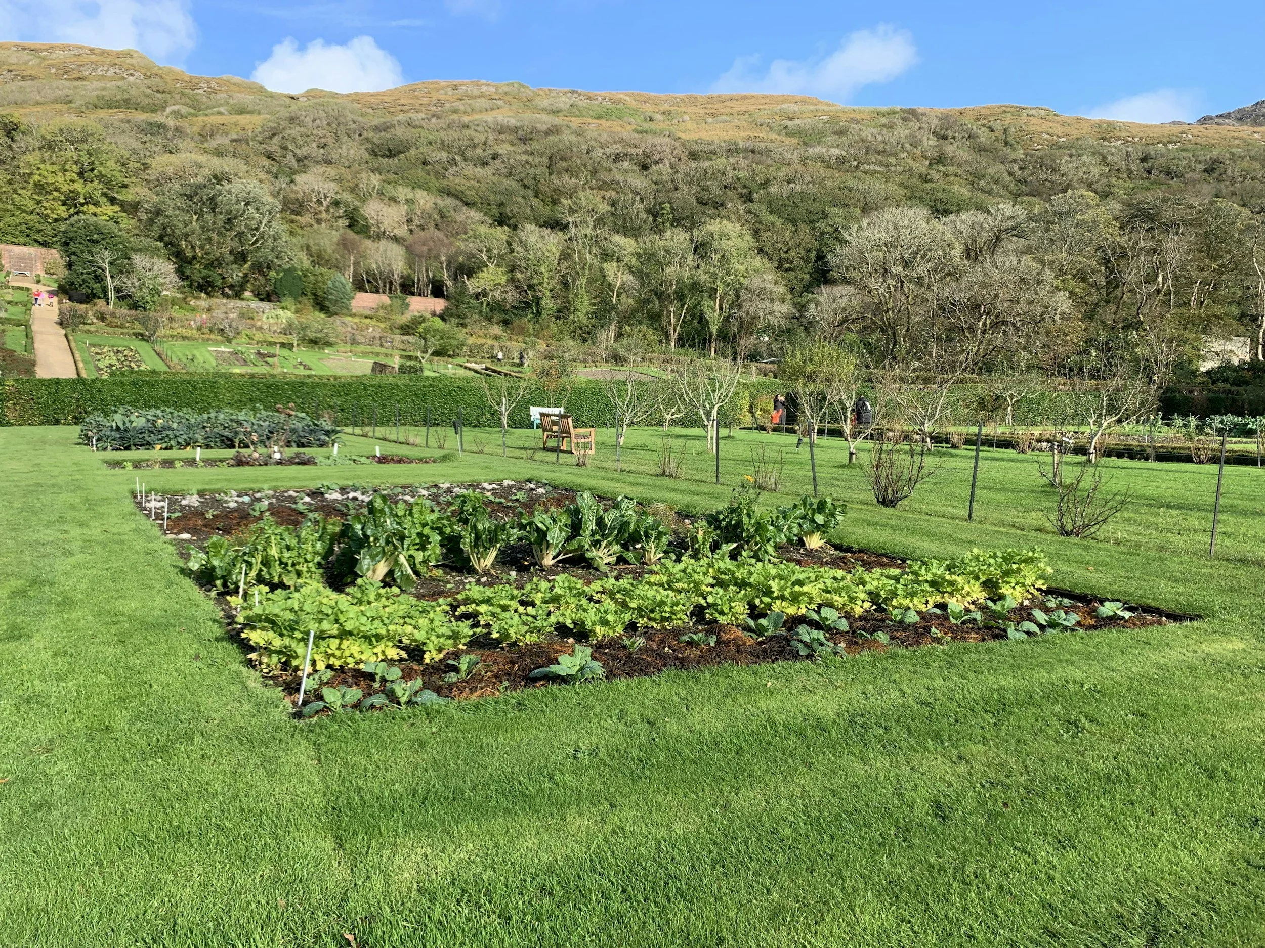 a vegetable garden plot in a field