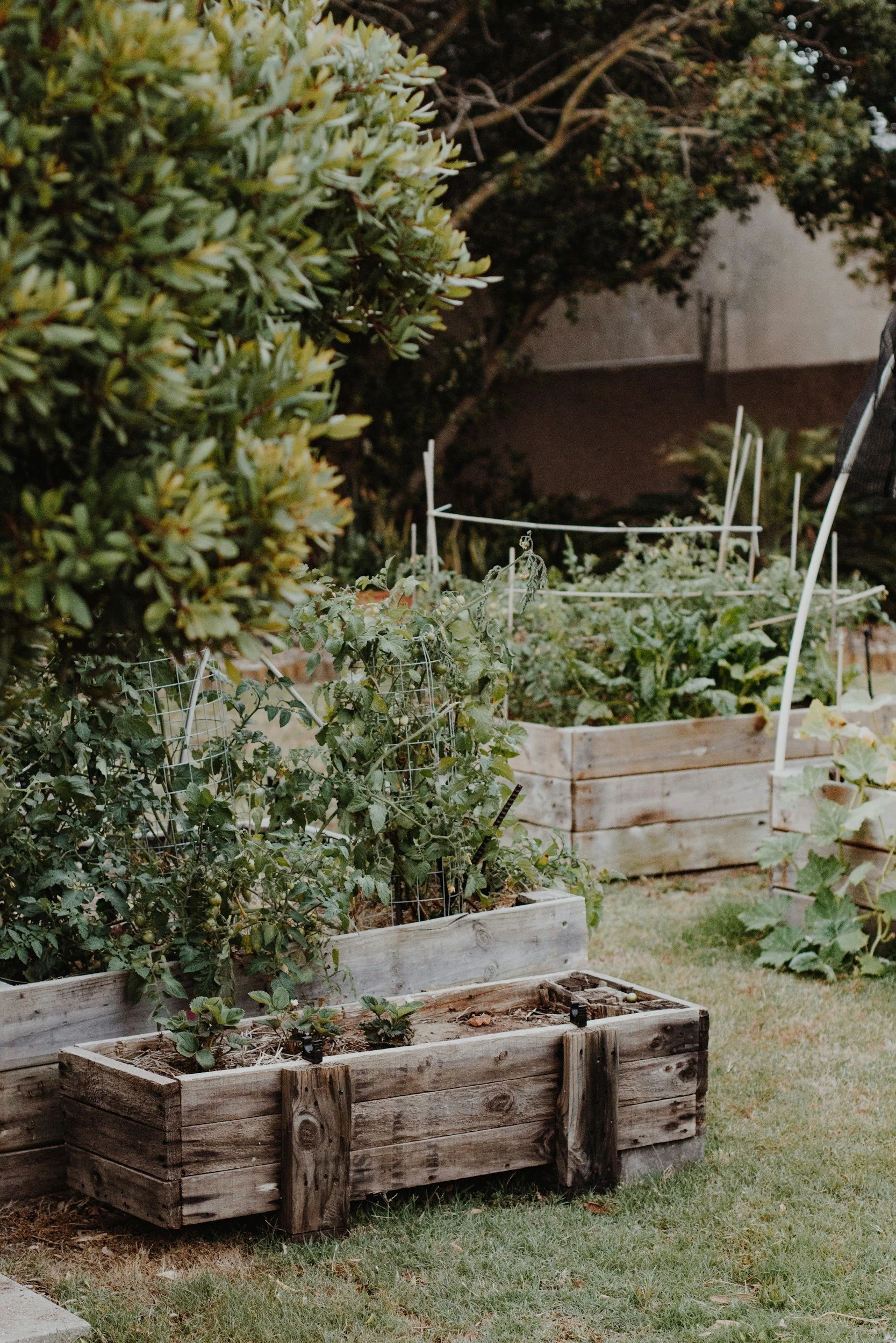 wooden raised vegetable beds in a yard