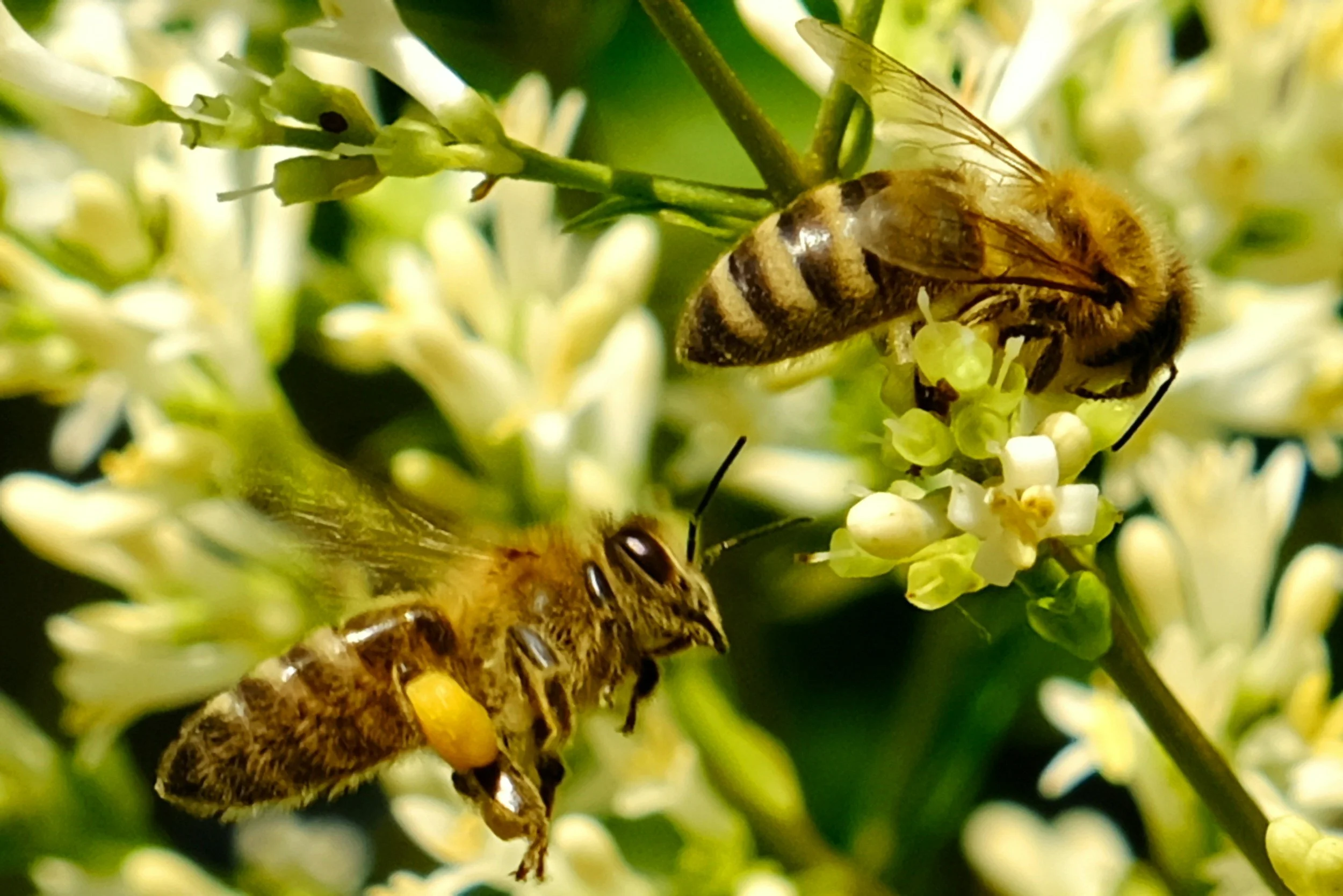 two honeybees pollinating white flowers
