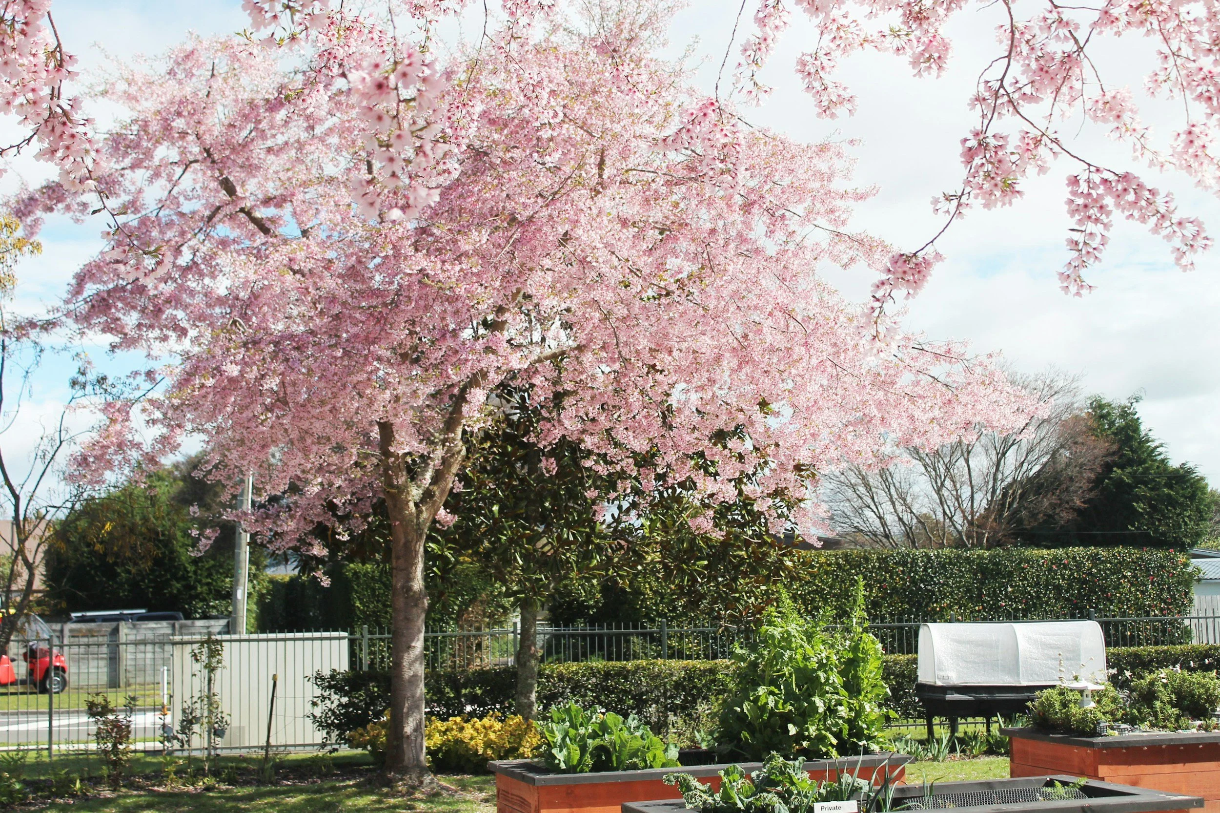 a cherry blossom tree next to a raised bed vegetable garden