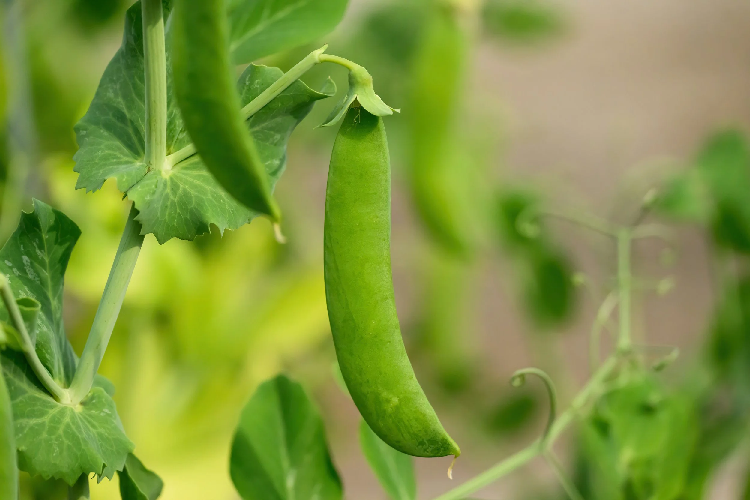 peas growing in a garden