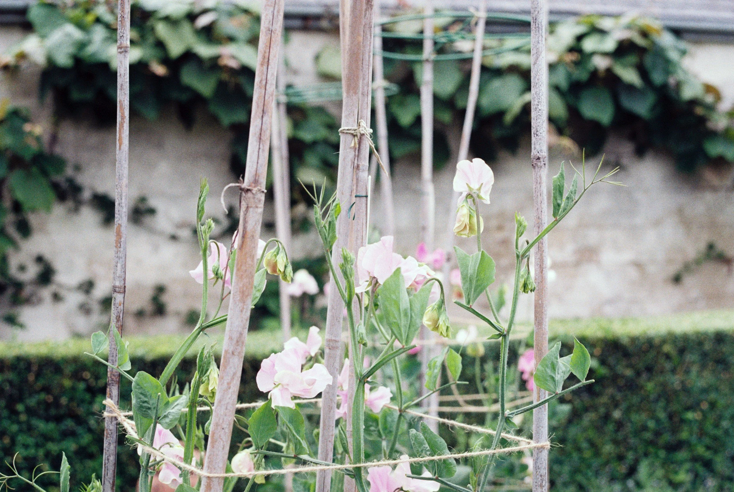 peas in a garden tied with stakes