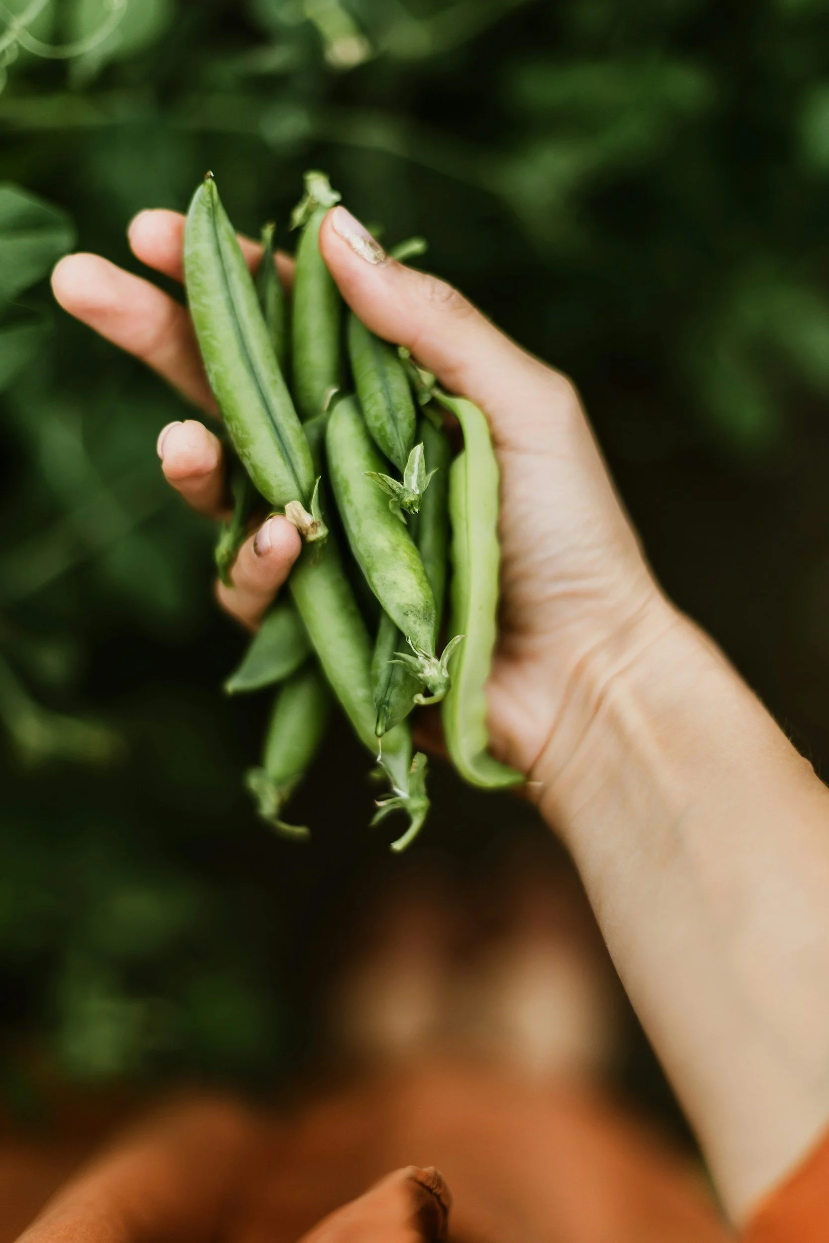 closeup of a woman's hand holding harvested bunch of peas