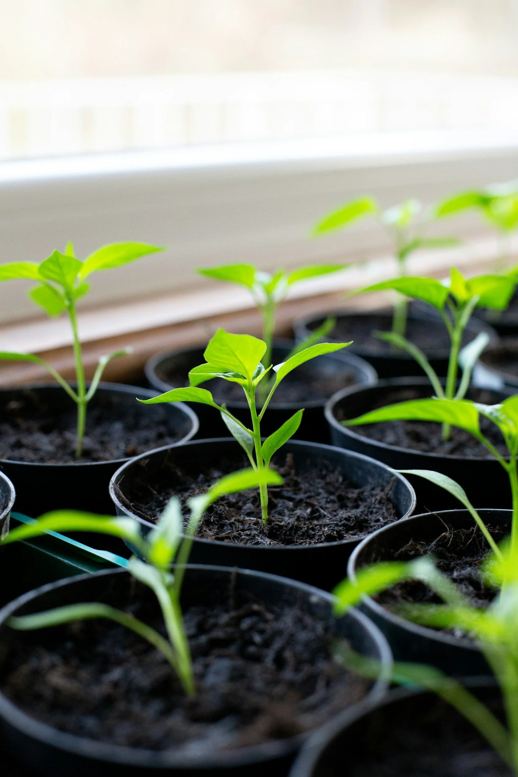 closeup of seedlings in black pots