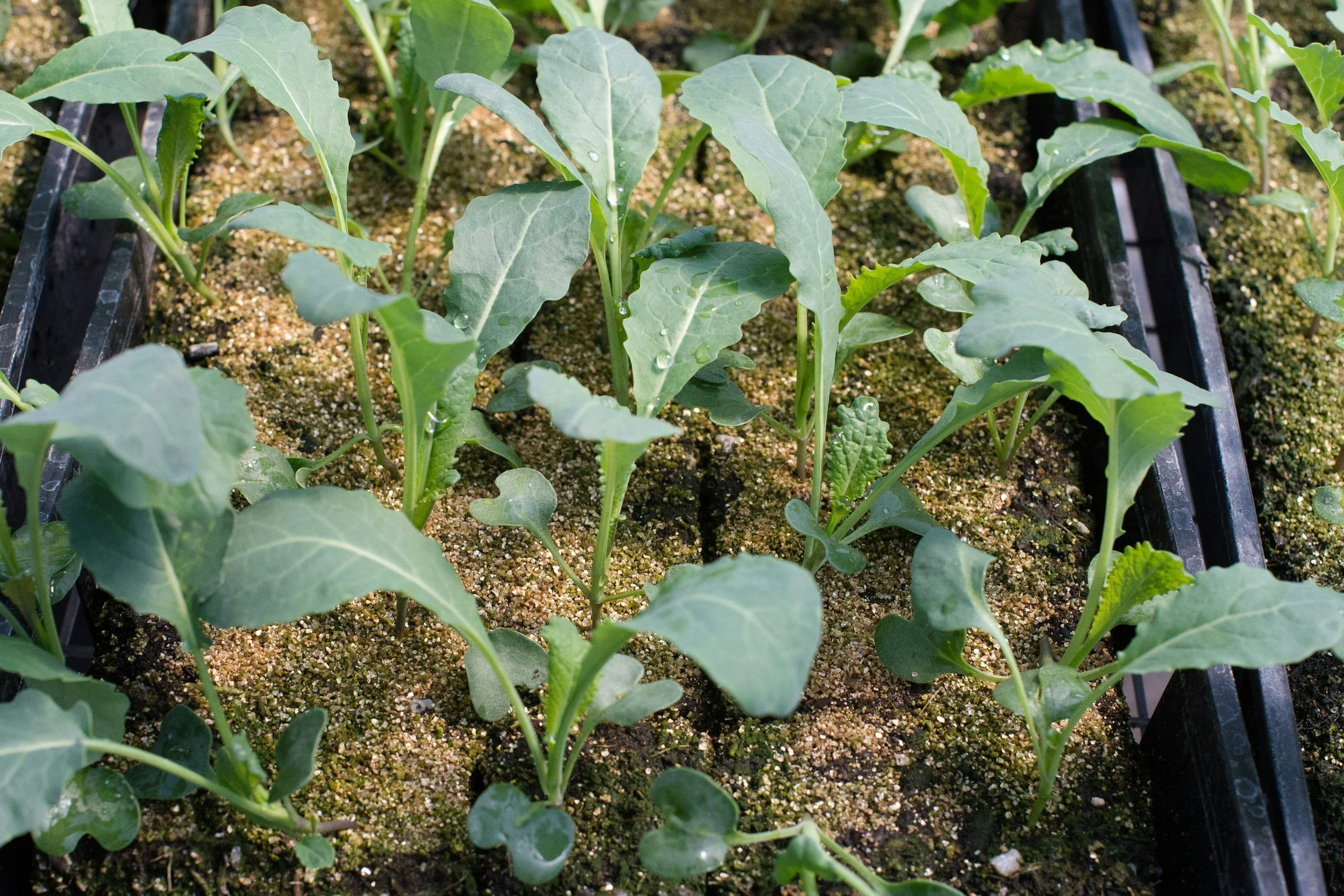 young kale plant seedlings