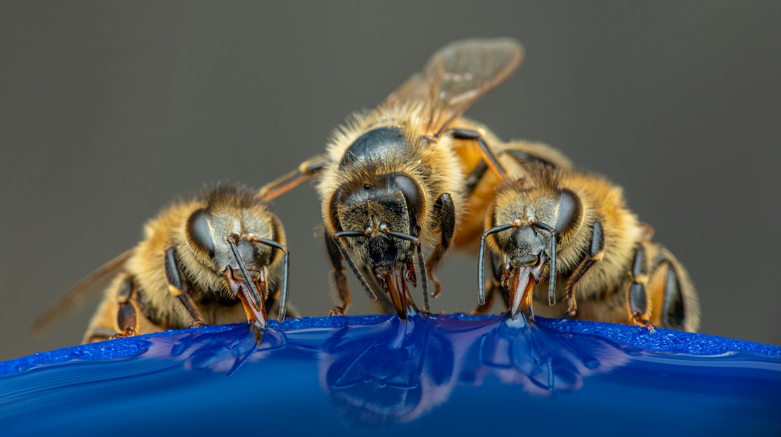 3 bees drinking water from a blue dish