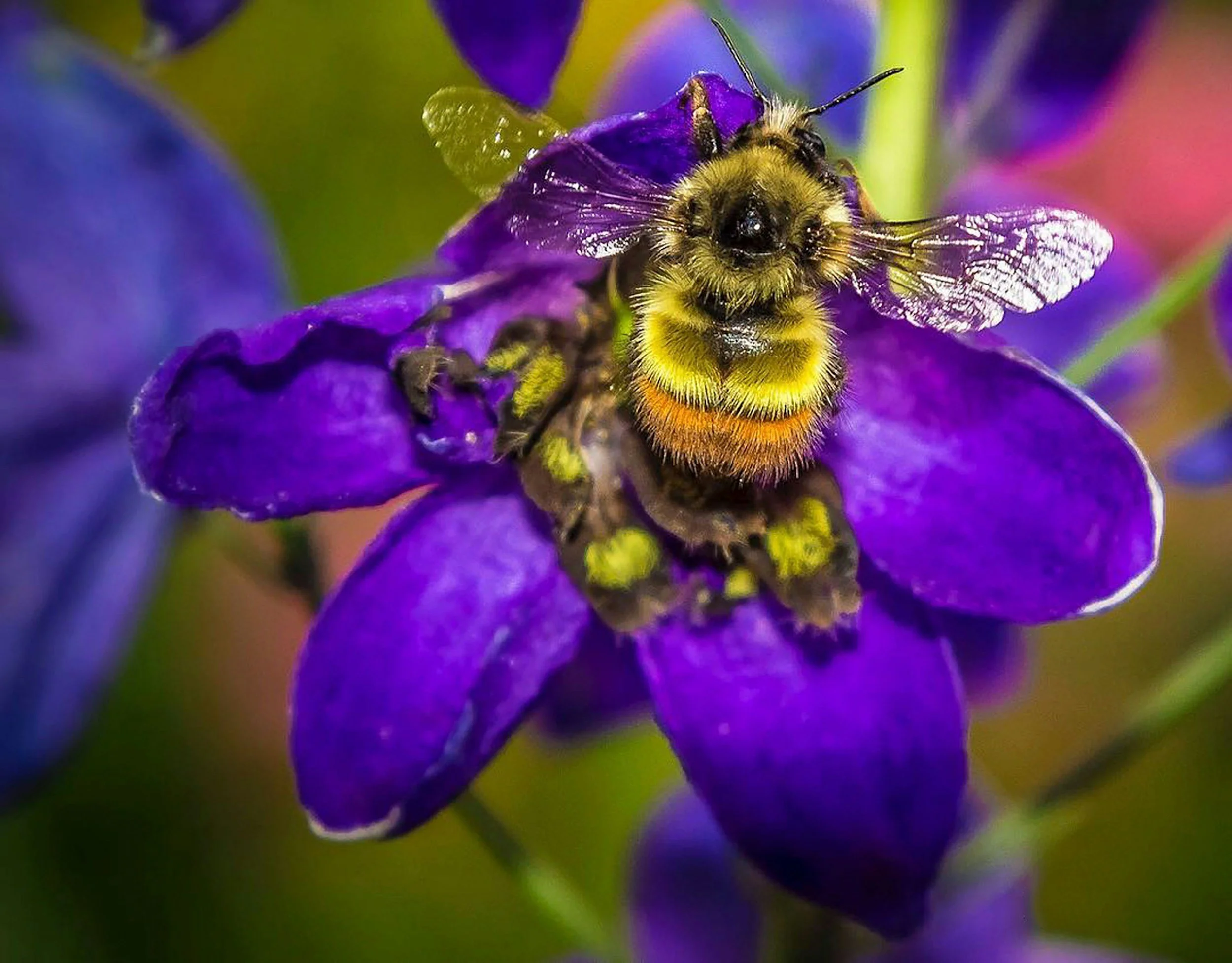 a bumblebee sitting on a purple flower