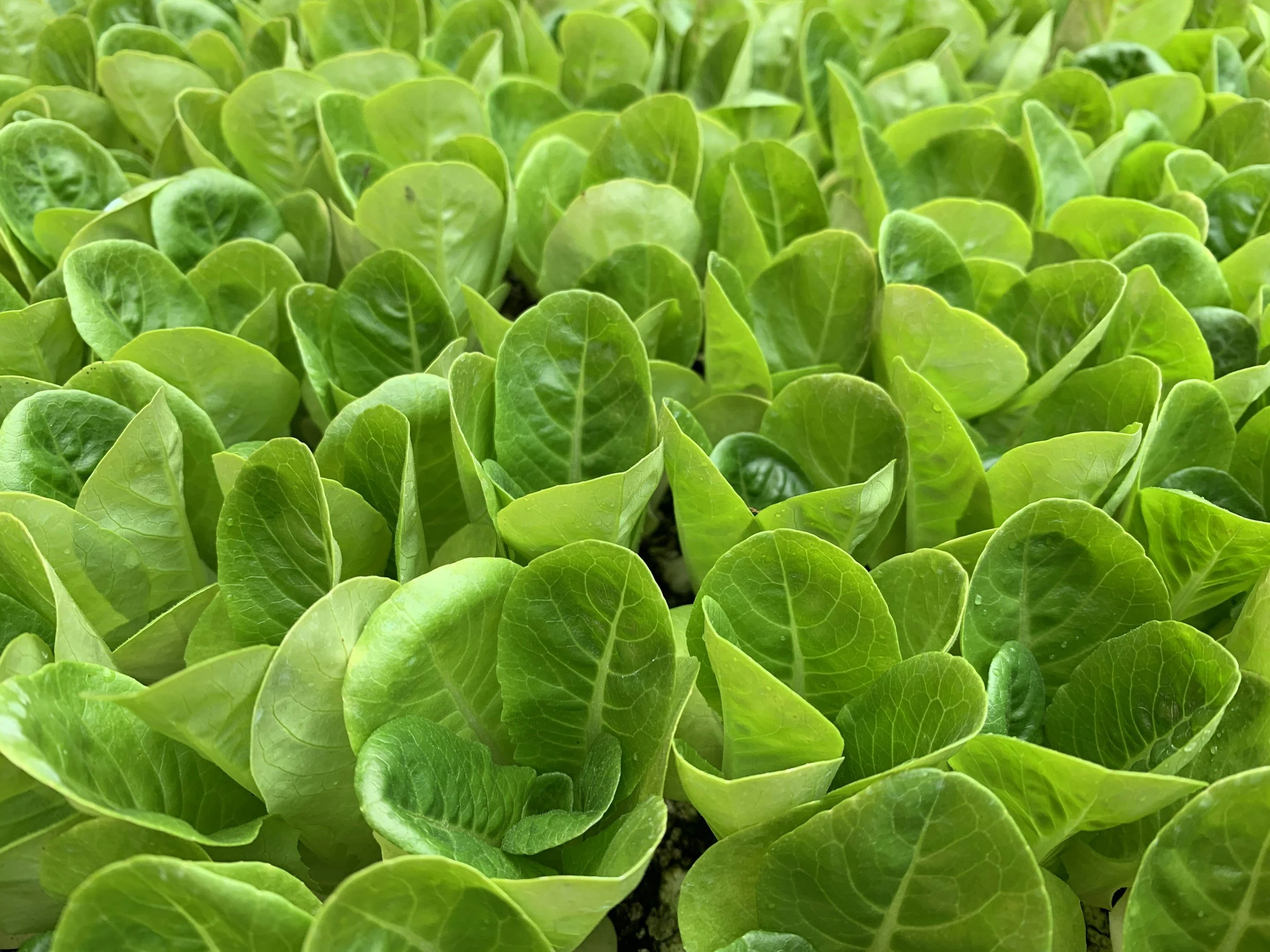 closeup of young green leaf lettuce plants