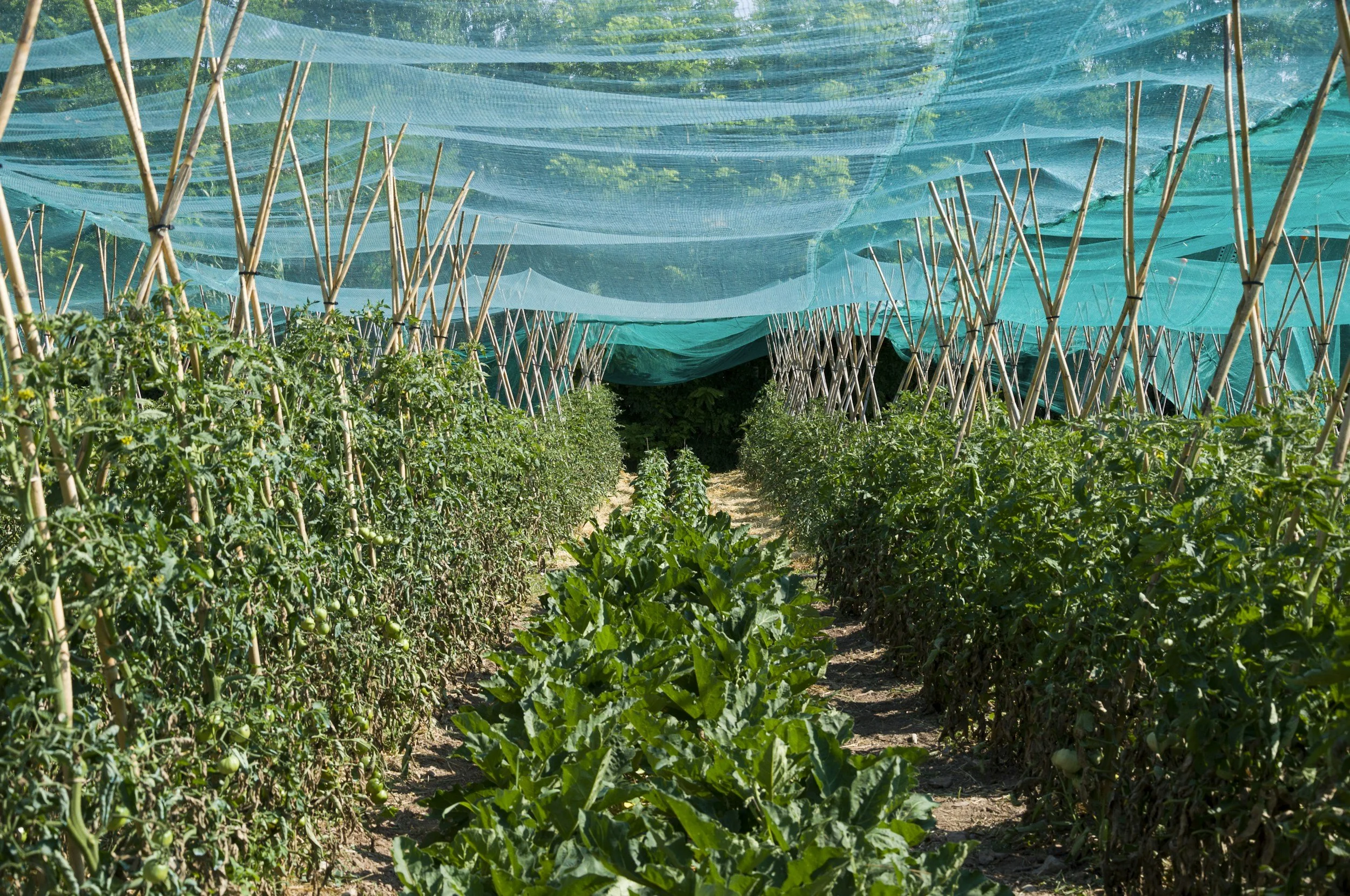 garden crops under a shade cloth