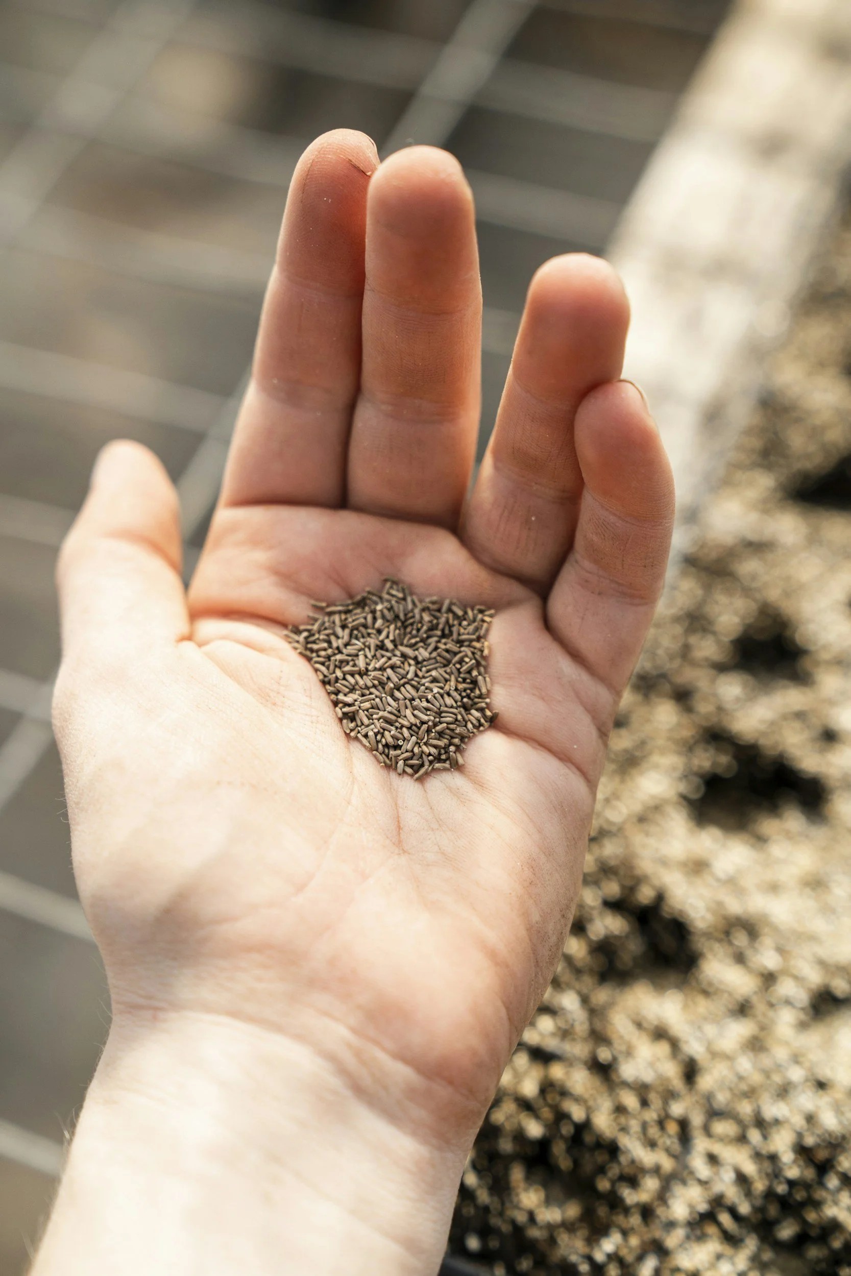 close up of hand holding seeds for planting