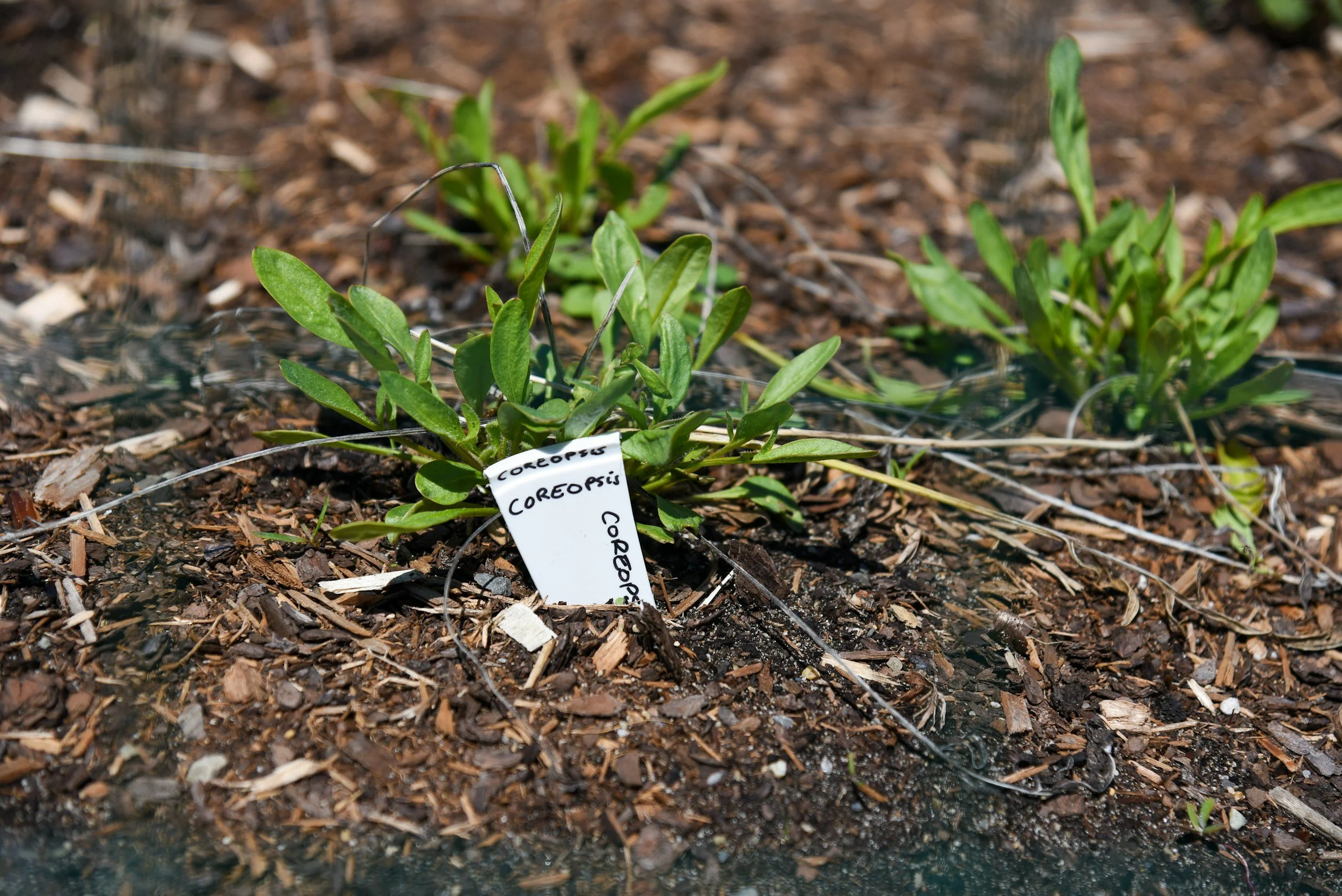 coreopsis plant in ground with label