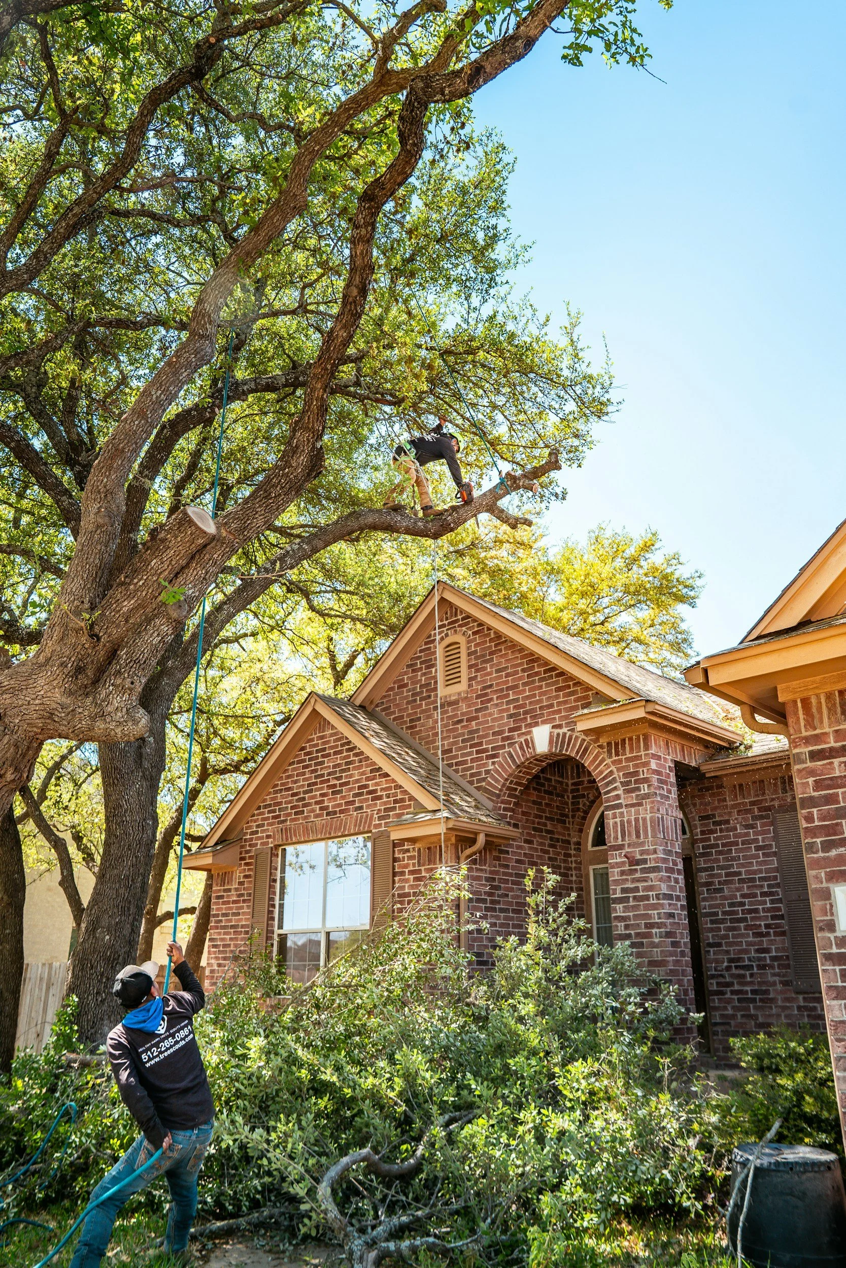2 men pruning a tree in a yard