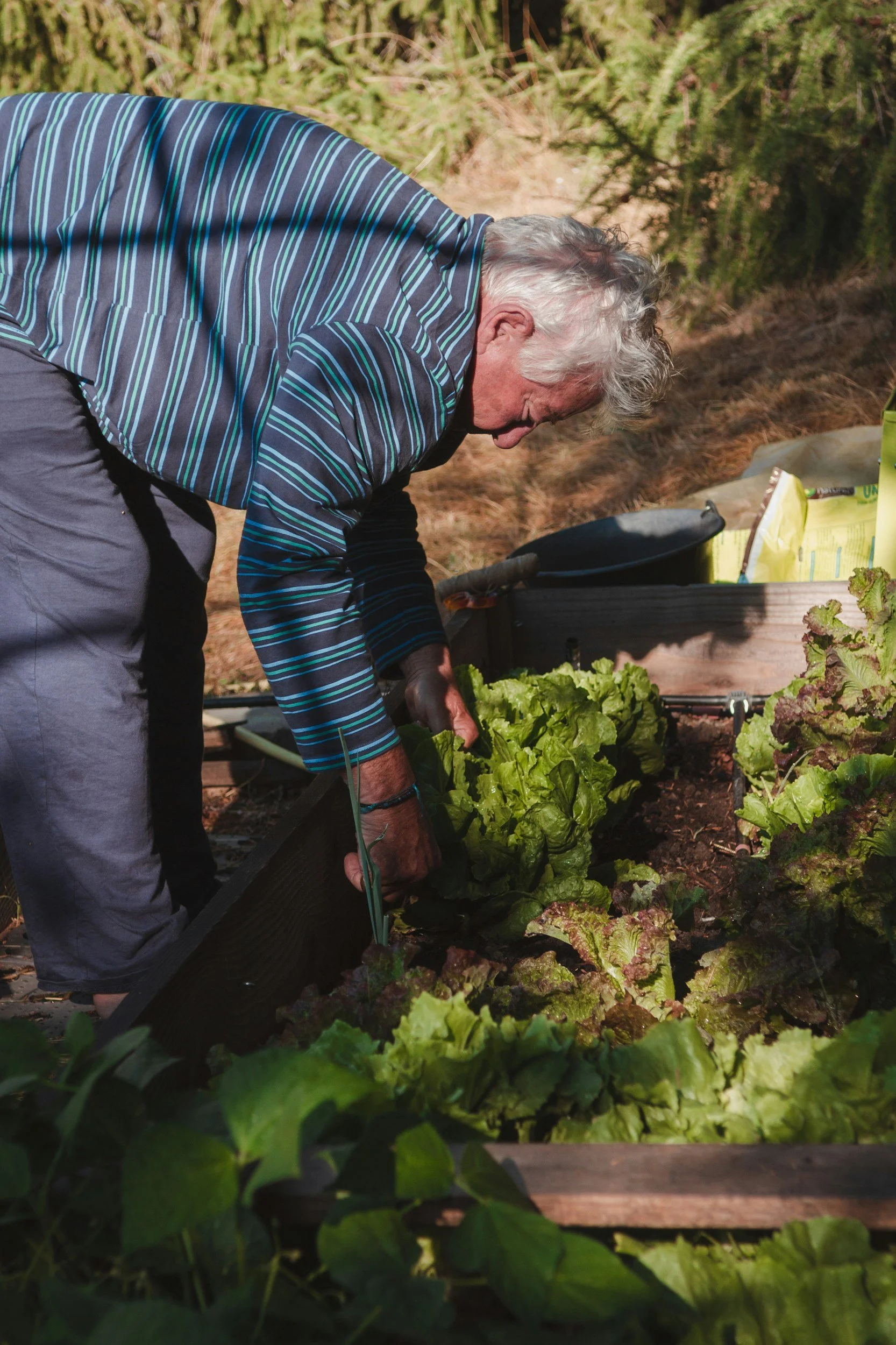 older man tending to his garden