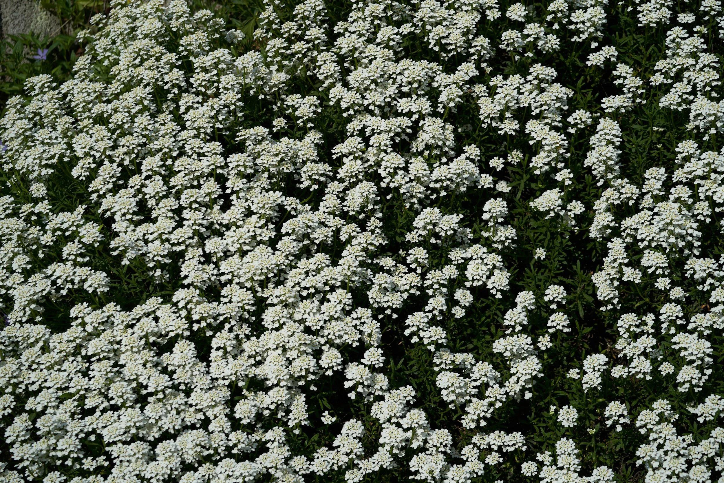mound of swhite sweet alyssum flowers