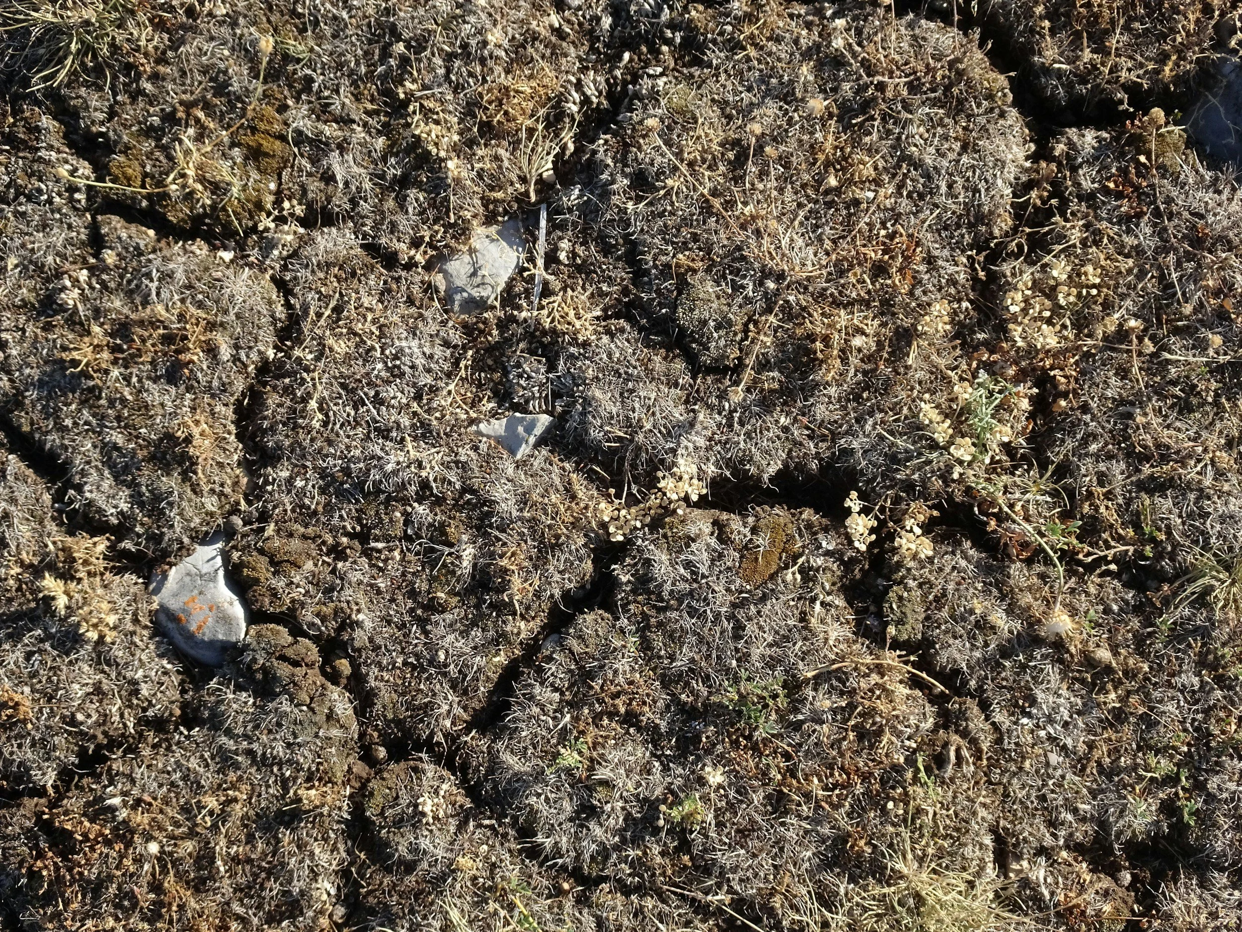 close up of crusted soil